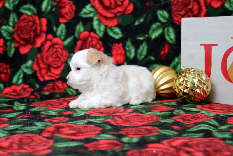 puppy, for, sale, Maltipoo, Matthew B. Stoltzfus, dog, breeder, Gap, PA, dog-breeder, puppy-for-sale, forsale, nearby, find, puppyfind, locator, puppylocator, aca