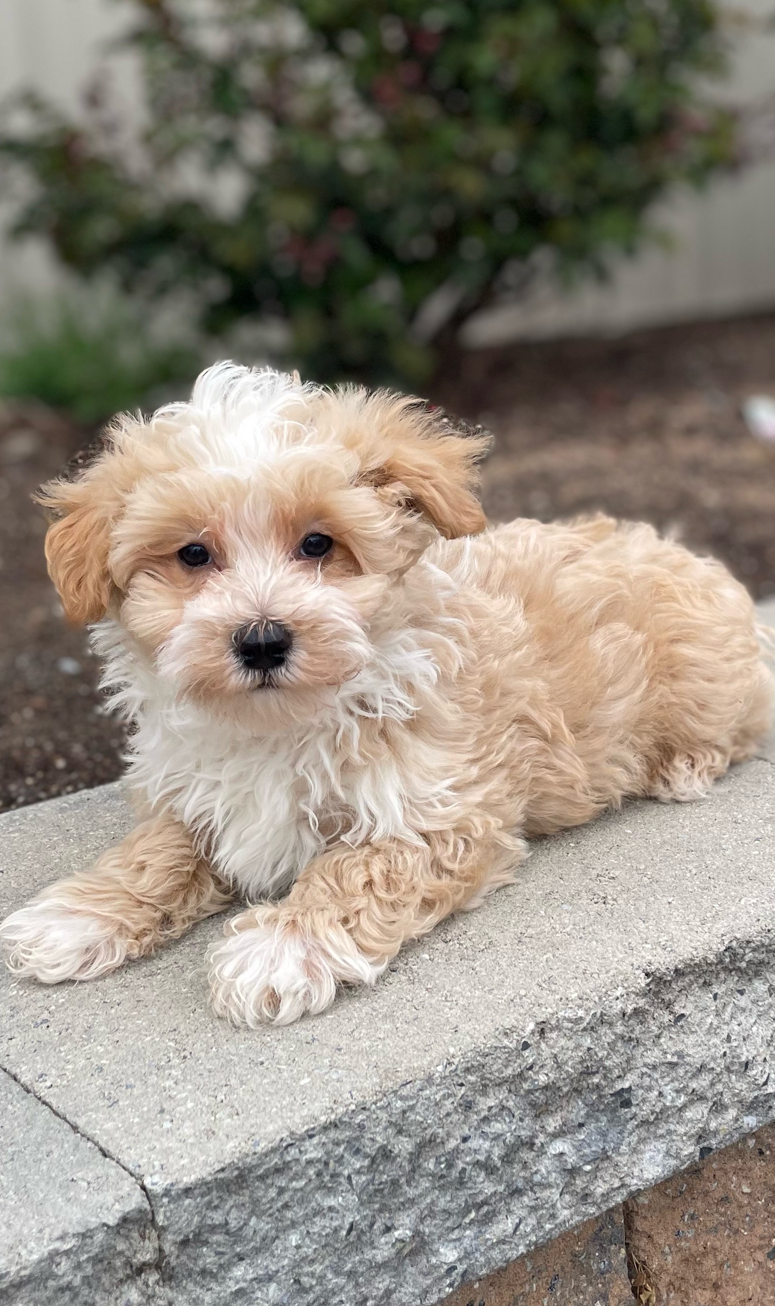 puppy, for, sale, Coton de Tulear, Curtis  Martin, dog, breeder, Seneca Falls, NY, dog-breeder, puppy-for-sale, forsale, nearby, find, puppyfind, locator, puppylocator, aca