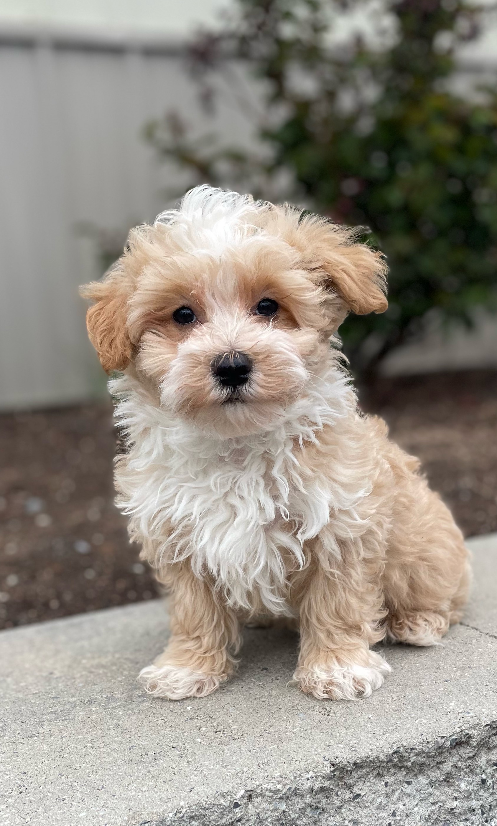 puppy, for, sale, Malti Poo, Curtis  Martin, dog, breeder, Seneca Falls, NY, dog-breeder, puppy-for-sale, forsale, nearby, find, puppyfind, locator, puppylocator, aca