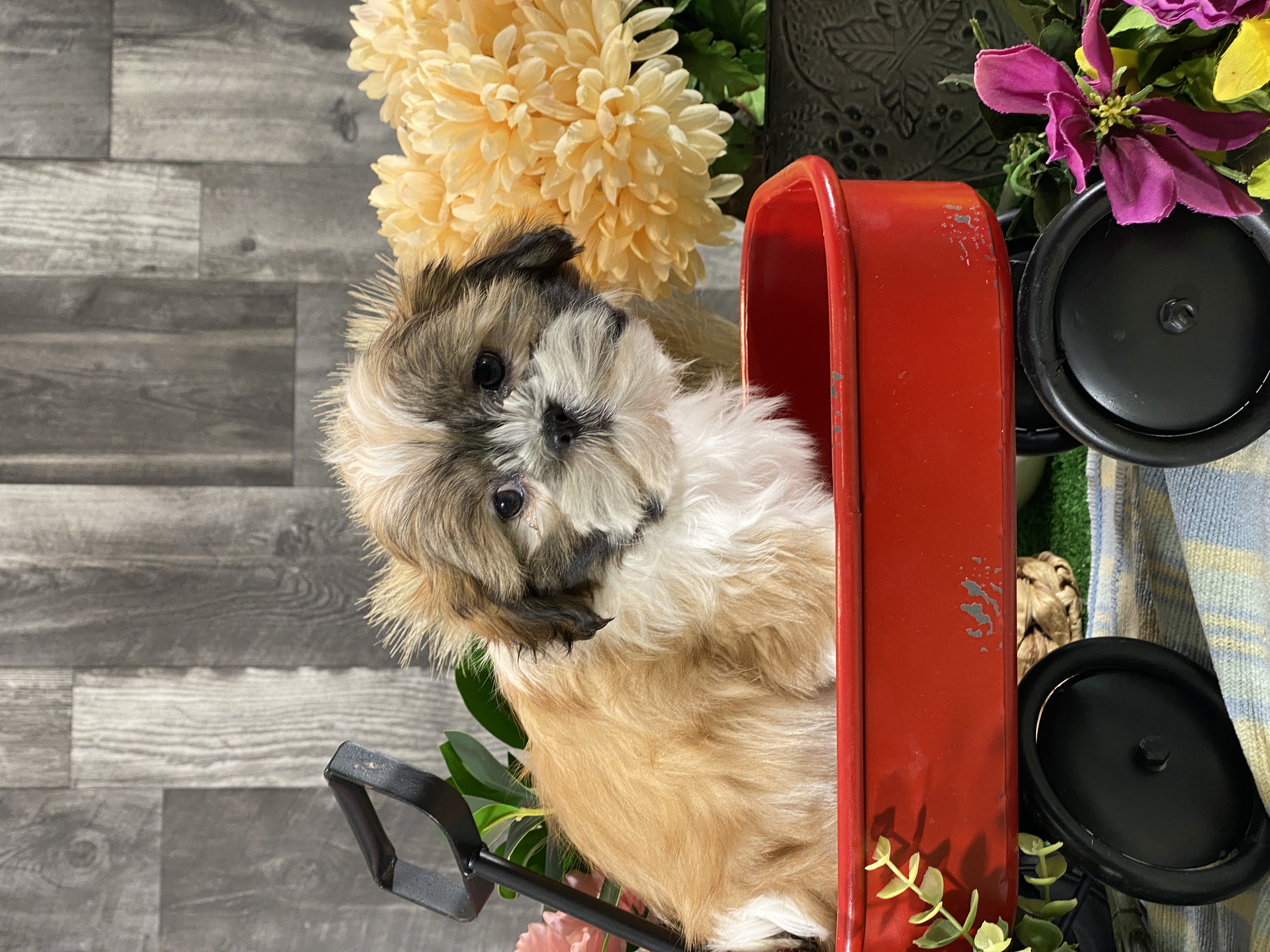 puppy, for, sale, Shih Tzu, Curtis  Martin, dog, breeder, Seneca Falls, NY, dog-breeder, puppy-for-sale, forsale, nearby, find, puppyfind, locator, puppylocator, aca