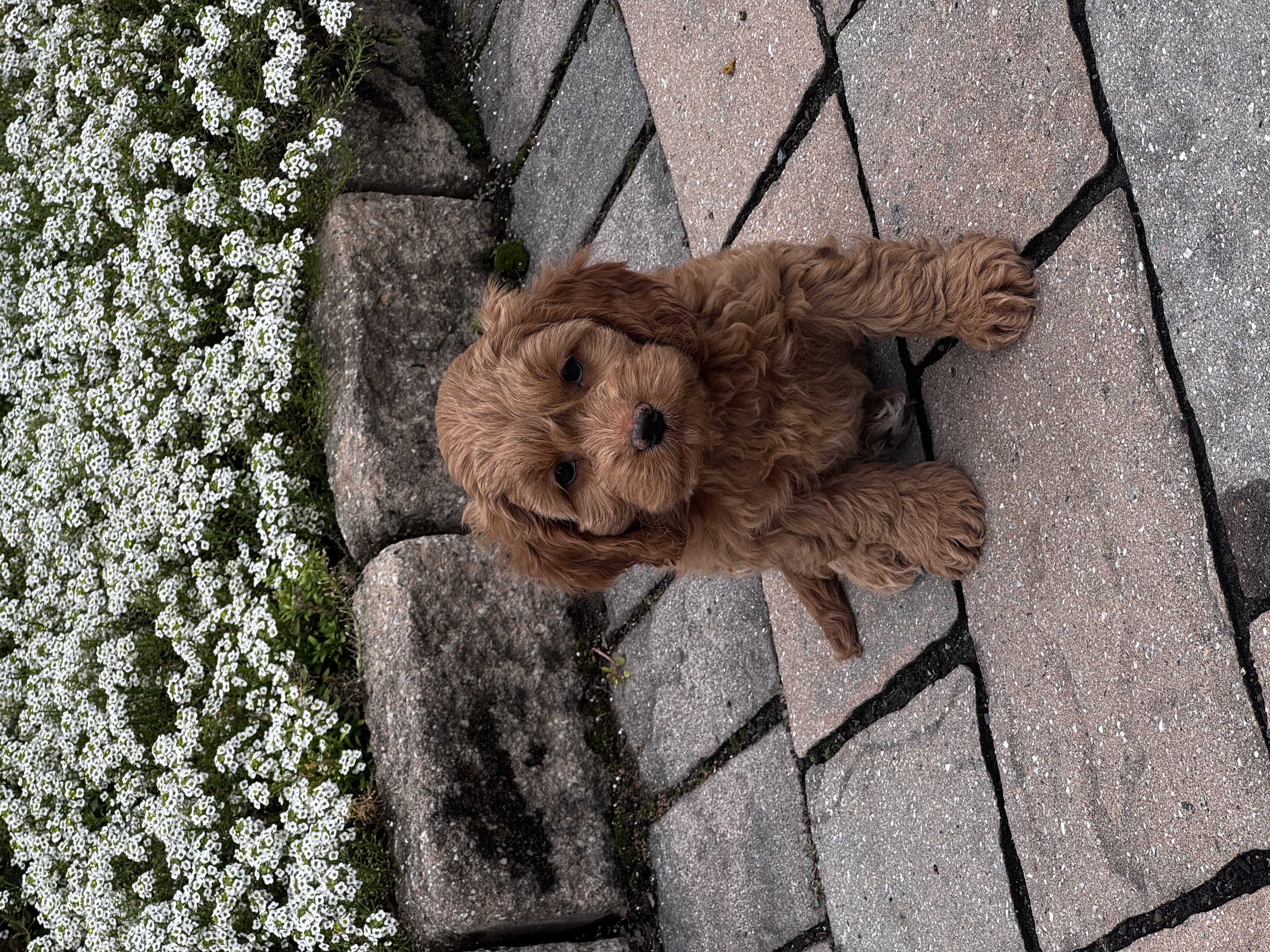 puppy, for, sale, Cock A Poo, Curtis  Martin, dog, breeder, Seneca Falls, NY, dog-breeder, puppy-for-sale, forsale, nearby, find, puppyfind, locator, puppylocator, aca