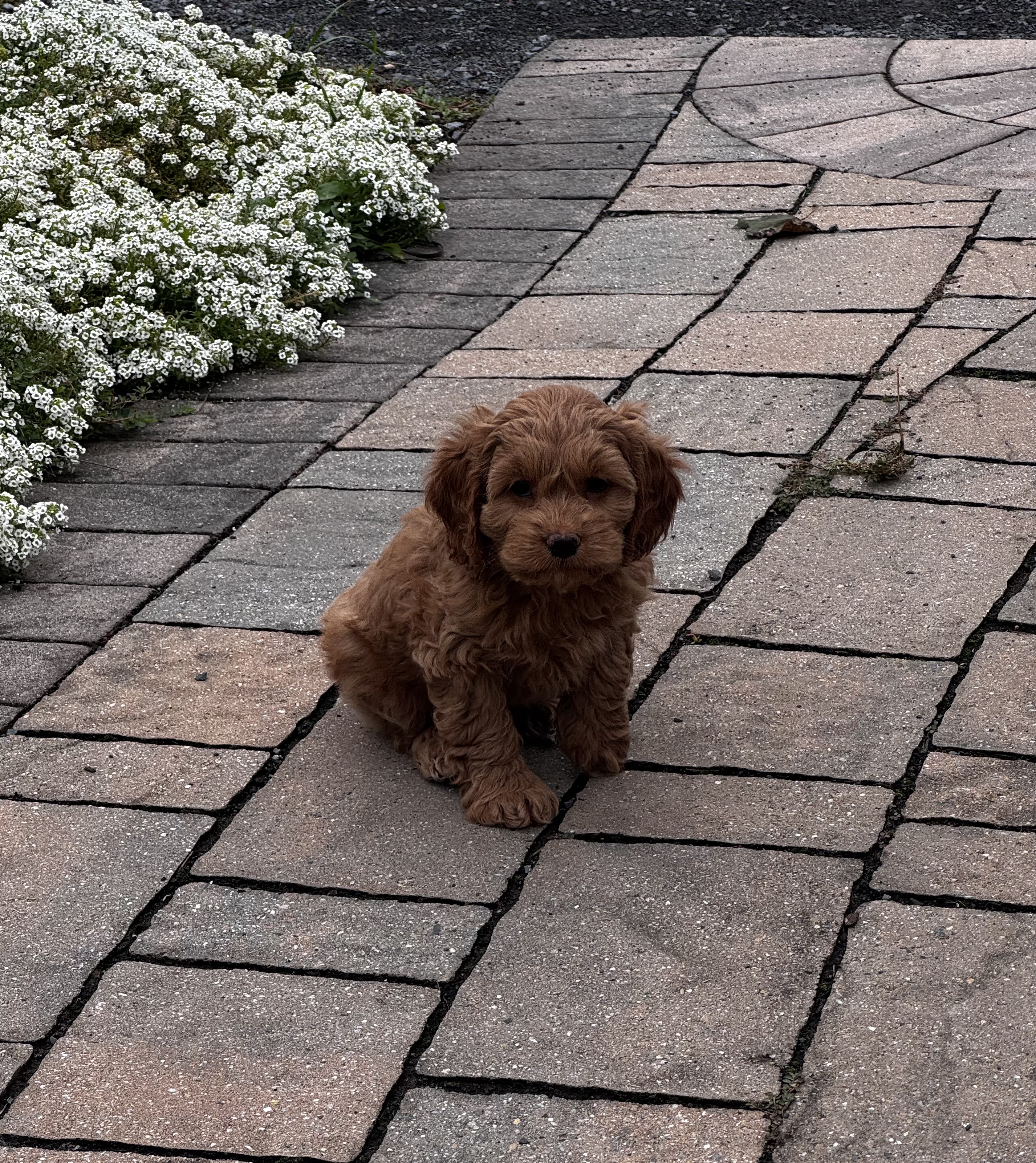 puppy, for, sale, Cock A Poo, Curtis  Martin, dog, breeder, Seneca Falls, NY, dog-breeder, puppy-for-sale, forsale, nearby, find, puppyfind, locator, puppylocator, aca