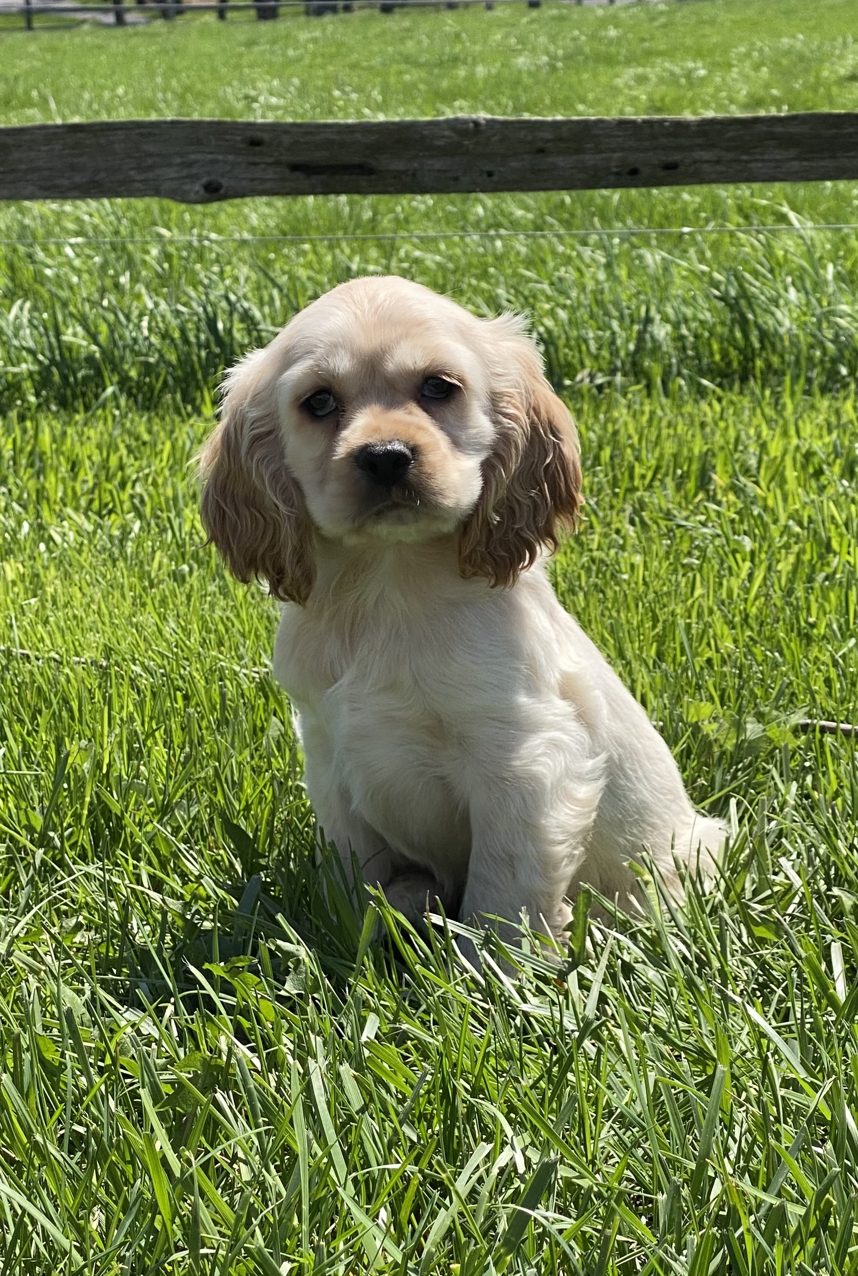 puppy, for, sale, Cocker Spaniel, Curtis  Martin, dog, breeder, Seneca Falls, NY, dog-breeder, puppy-for-sale, forsale, nearby, find, puppyfind, locator, puppylocator, aca