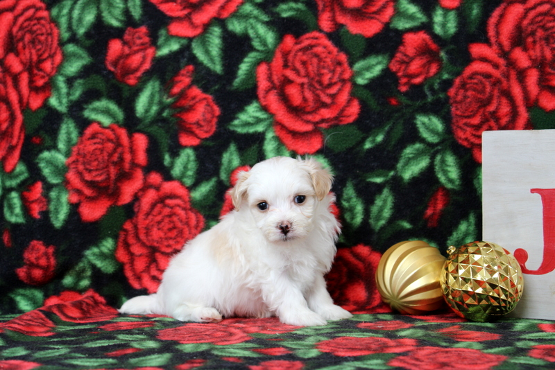 puppy, for, sale, Maltipoo, Matthew B. Stoltzfus, dog, breeder, Gap, PA, dog-breeder, puppy-for-sale, forsale, nearby, find, puppyfind, locator, puppylocator, aca