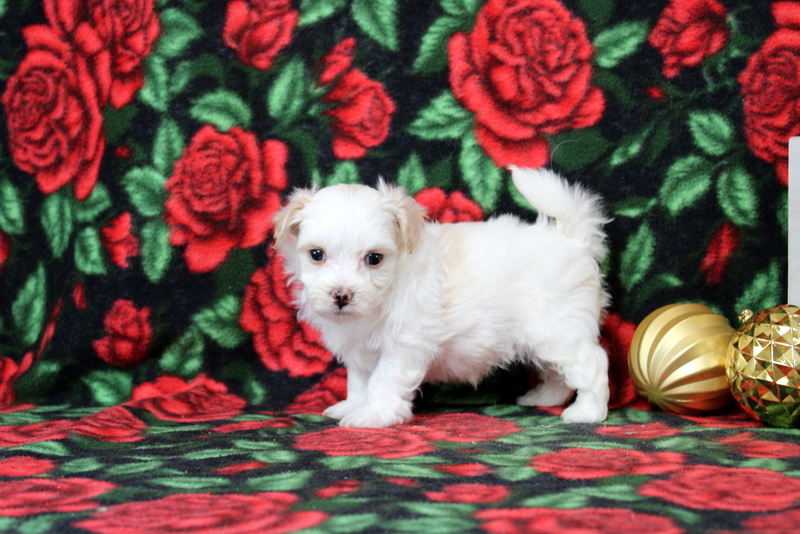 puppy, for, sale, Maltipoo, Matthew B. Stoltzfus, dog, breeder, Gap, PA, dog-breeder, puppy-for-sale, forsale, nearby, find, puppyfind, locator, puppylocator, aca