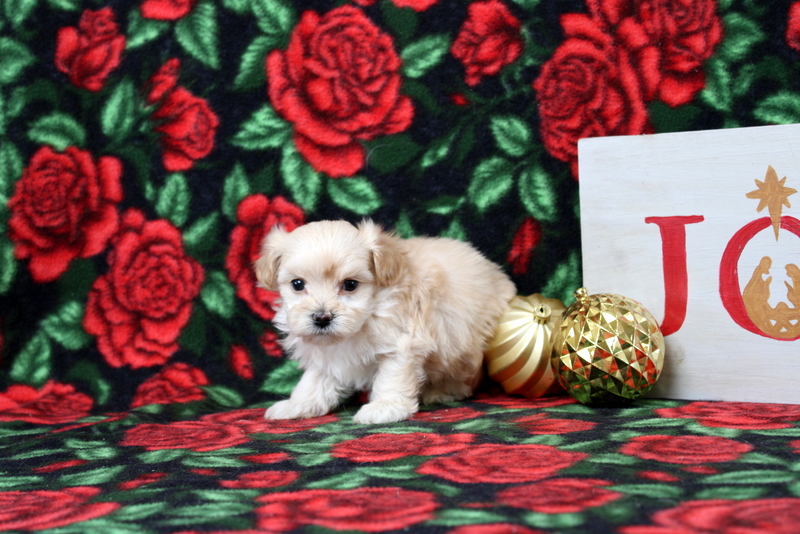 puppy, for, sale, Maltipoo, Matthew B. Stoltzfus, dog, breeder, Gap, PA, dog-breeder, puppy-for-sale, forsale, nearby, find, puppyfind, locator, puppylocator, aca
