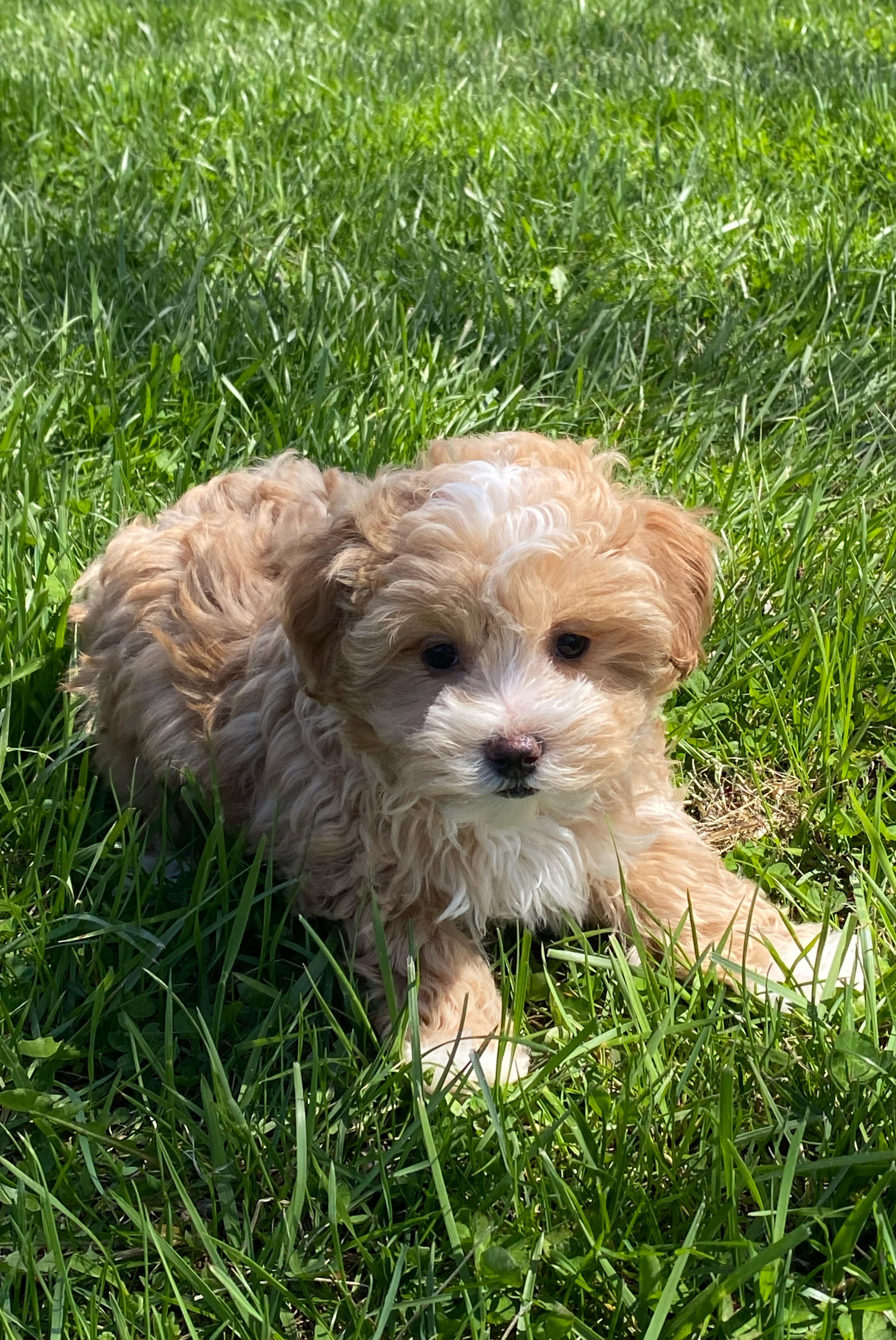 puppy, for, sale, Maltipoo, Curtis  Martin, dog, breeder, Seneca Falls, NY, dog-breeder, puppy-for-sale, forsale, nearby, find, puppyfind, locator, puppylocator, aca