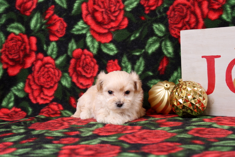 puppy, for, sale, Maltipoo, Matthew B. Stoltzfus, dog, breeder, Gap, PA, dog-breeder, puppy-for-sale, forsale, nearby, find, puppyfind, locator, puppylocator, aca