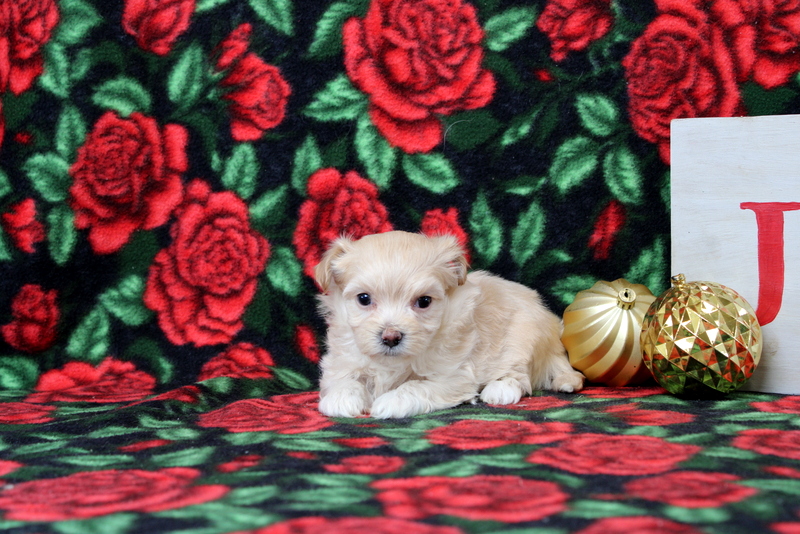 puppy, for, sale, Maltipoo, Matthew B. Stoltzfus, dog, breeder, Gap, PA, dog-breeder, puppy-for-sale, forsale, nearby, find, puppyfind, locator, puppylocator, aca
