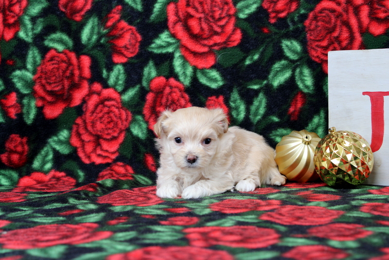 puppy, for, sale, Maltipoo, Matthew B. Stoltzfus, dog, breeder, Gap, PA, dog-breeder, puppy-for-sale, forsale, nearby, find, puppyfind, locator, puppylocator, aca