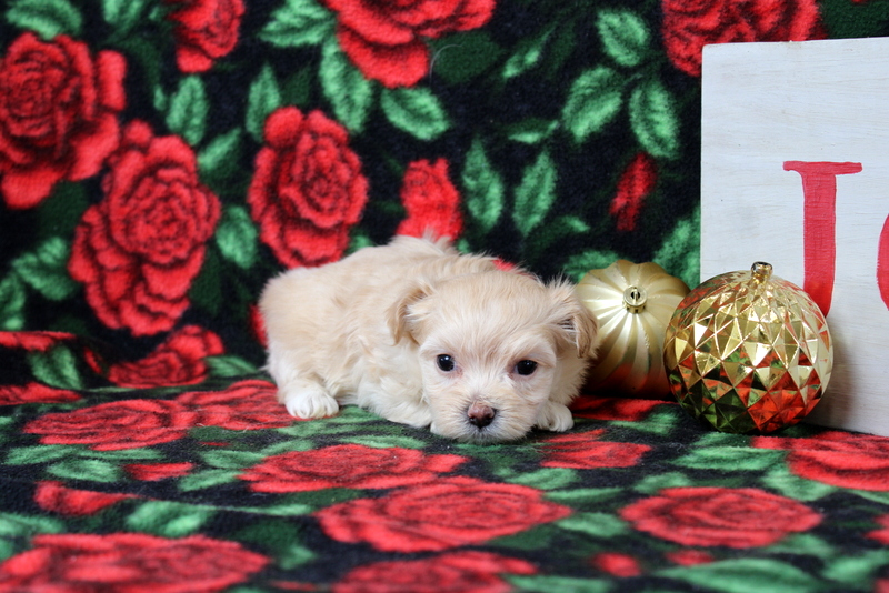 puppy, for, sale, Maltipoo, Matthew B. Stoltzfus, dog, breeder, Gap, PA, dog-breeder, puppy-for-sale, forsale, nearby, find, puppyfind, locator, puppylocator, aca