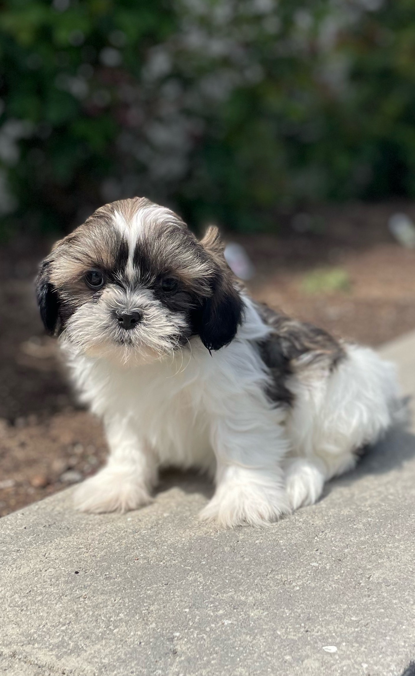 puppy, for, sale, Shih Tzu, Curtis  Martin, dog, breeder, Seneca Falls, NY, dog-breeder, puppy-for-sale, forsale, nearby, find, puppyfind, locator, puppylocator, aca