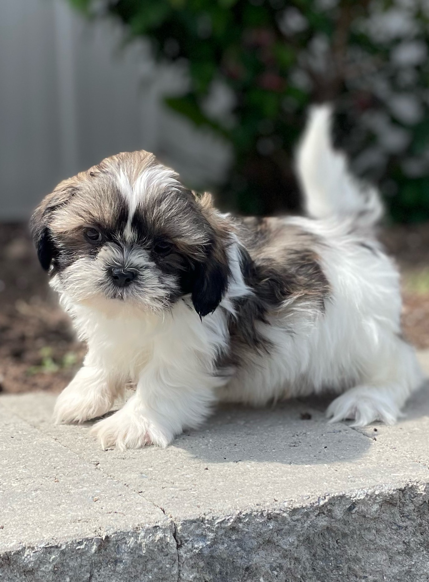 puppy, for, sale, Shih Tzu, Curtis  Martin, dog, breeder, Seneca Falls, NY, dog-breeder, puppy-for-sale, forsale, nearby, find, puppyfind, locator, puppylocator, aca