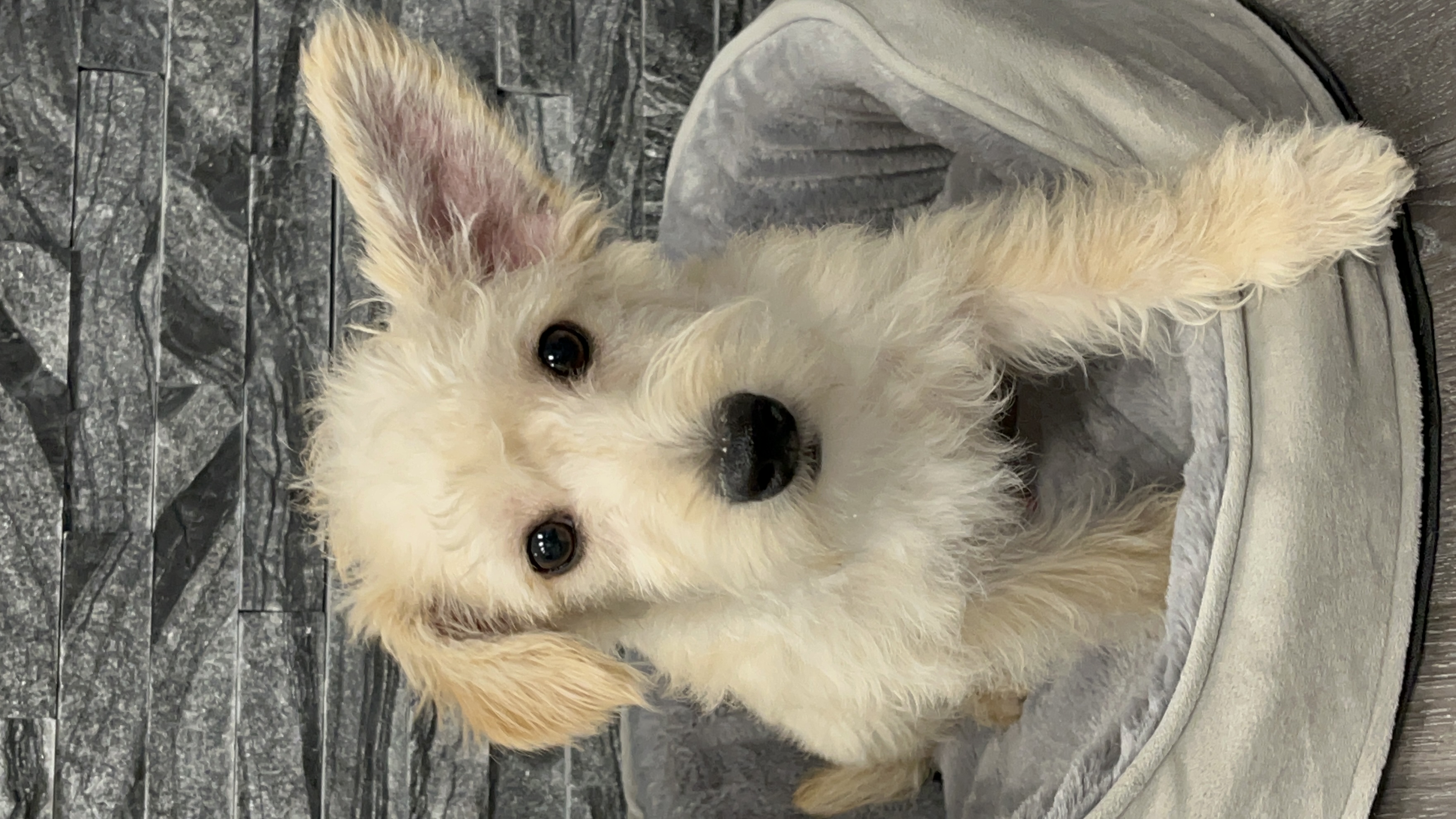 Casper