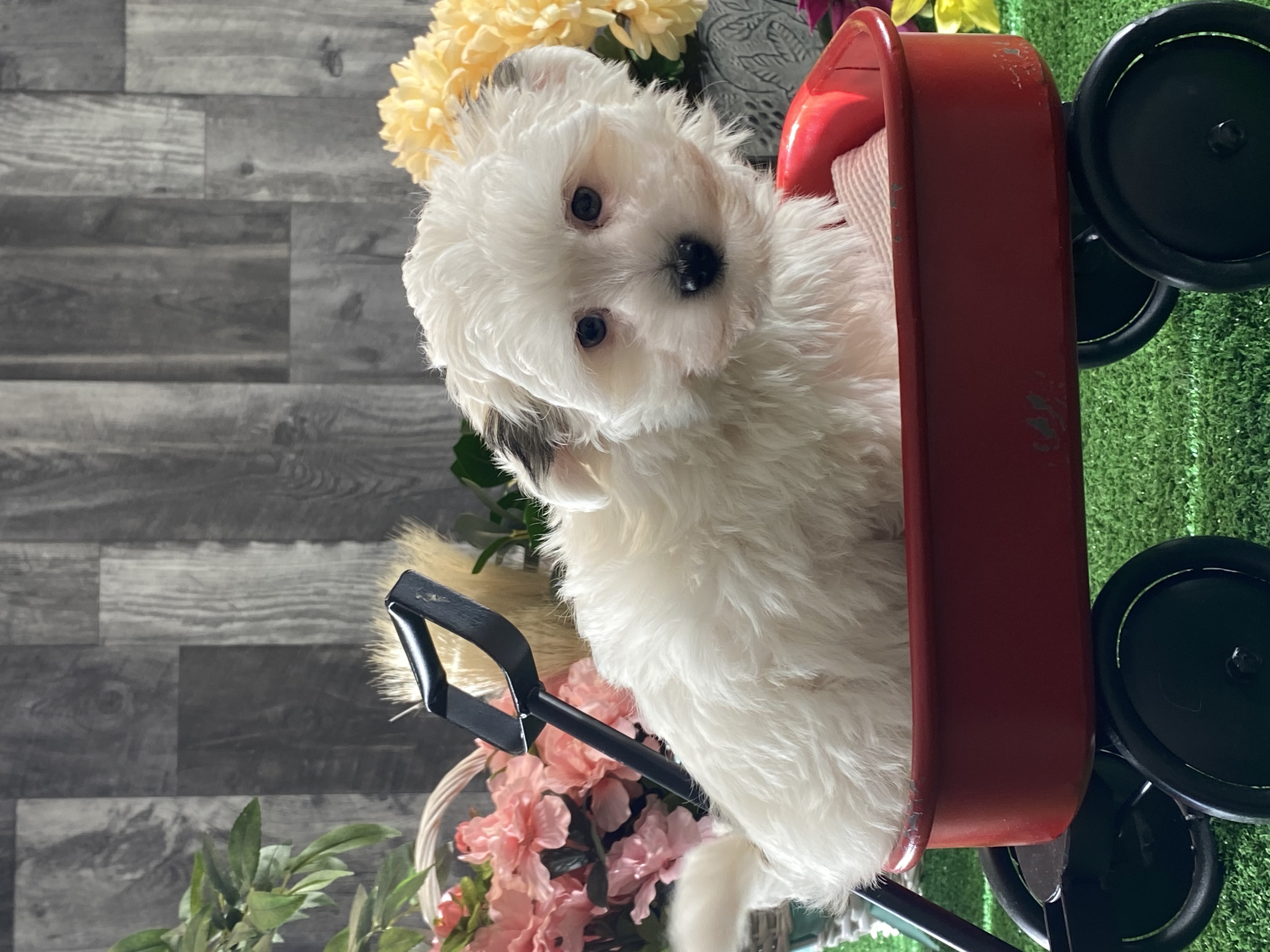 puppy, for, sale, Morkie, Curtis  Martin, dog, breeder, Seneca Falls, NY, dog-breeder, puppy-for-sale, forsale, nearby, find, puppyfind, locator, puppylocator, aca