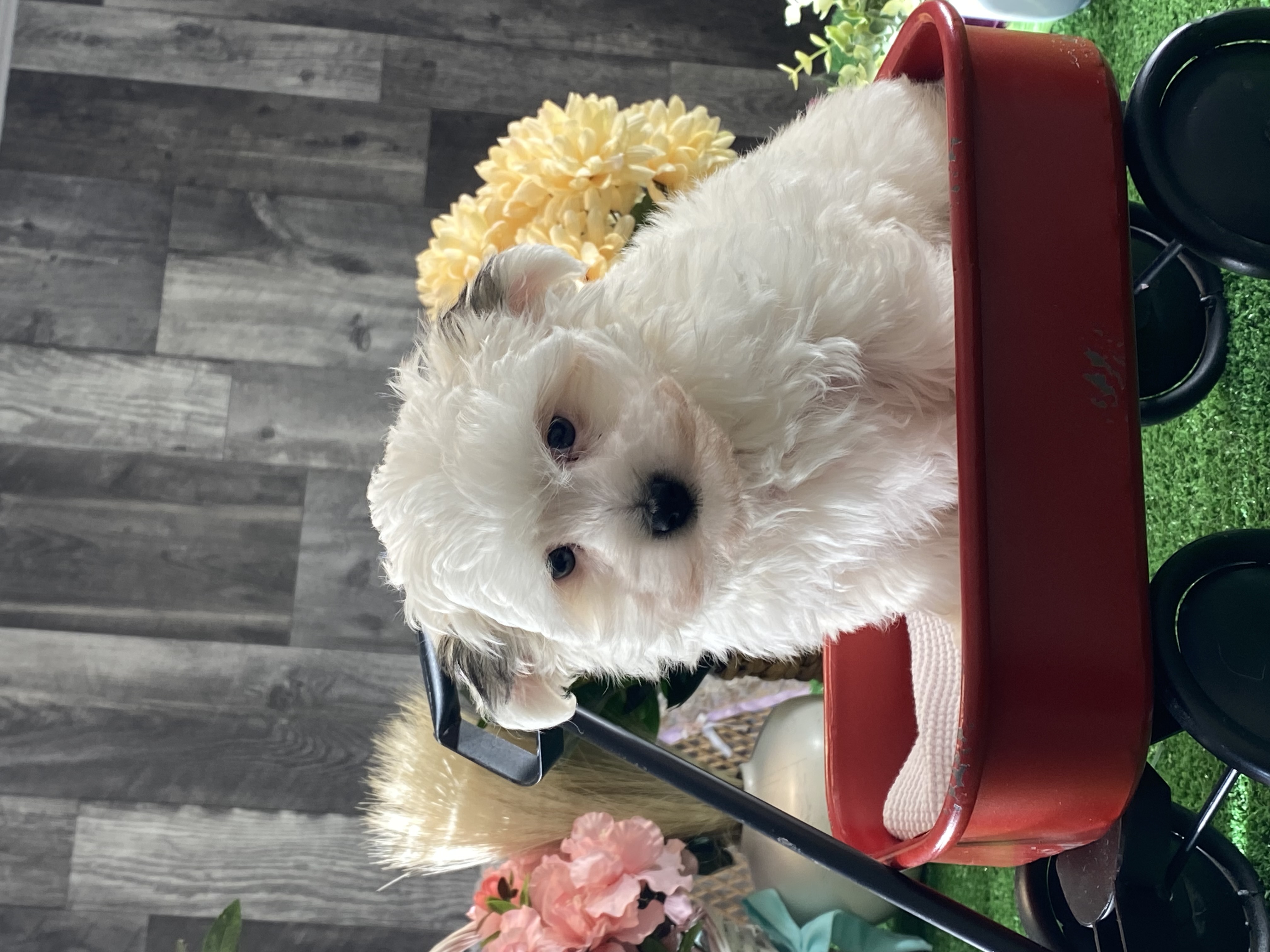 puppy, for, sale, Morkie, Curtis  Martin, dog, breeder, Seneca Falls, NY, dog-breeder, puppy-for-sale, forsale, nearby, find, puppyfind, locator, puppylocator, aca