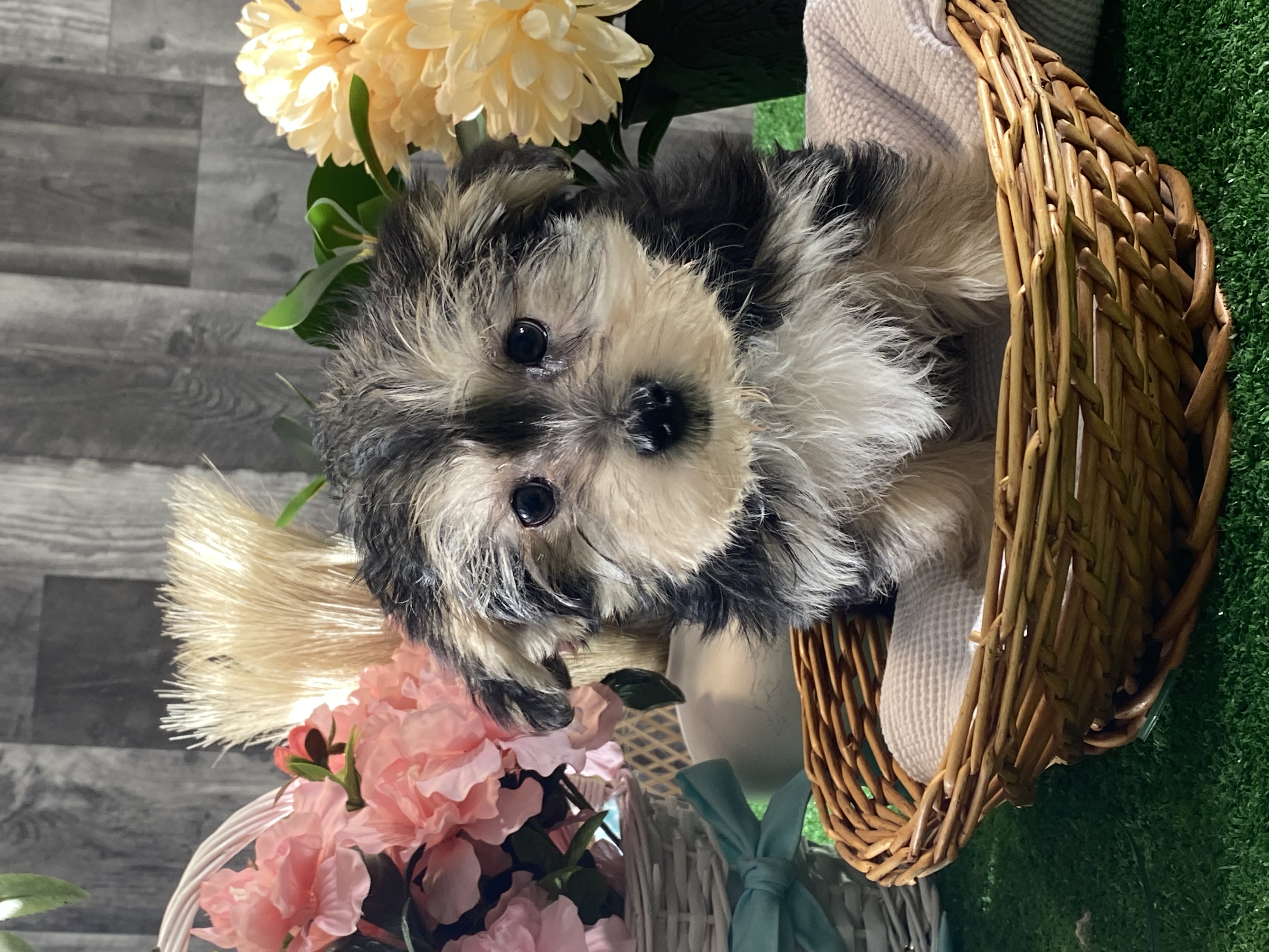puppy, for, sale, Morkie, Curtis  Martin, dog, breeder, Seneca Falls, NY, dog-breeder, puppy-for-sale, forsale, nearby, find, puppyfind, locator, puppylocator, aca