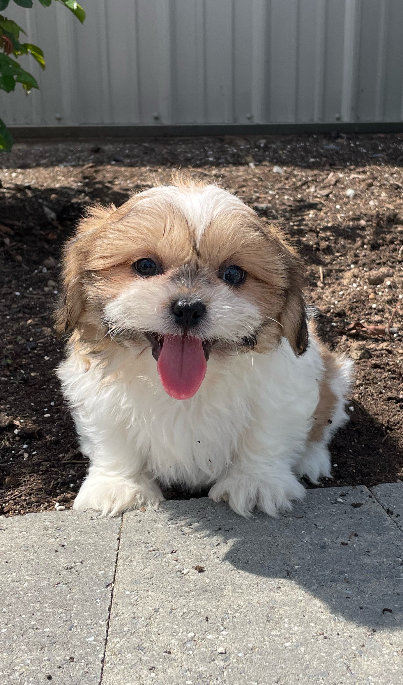 puppy, for, sale, Shih Tzu, Curtis  Martin, dog, breeder, Seneca Falls, NY, dog-breeder, puppy-for-sale, forsale, nearby, find, puppyfind, locator, puppylocator, aca