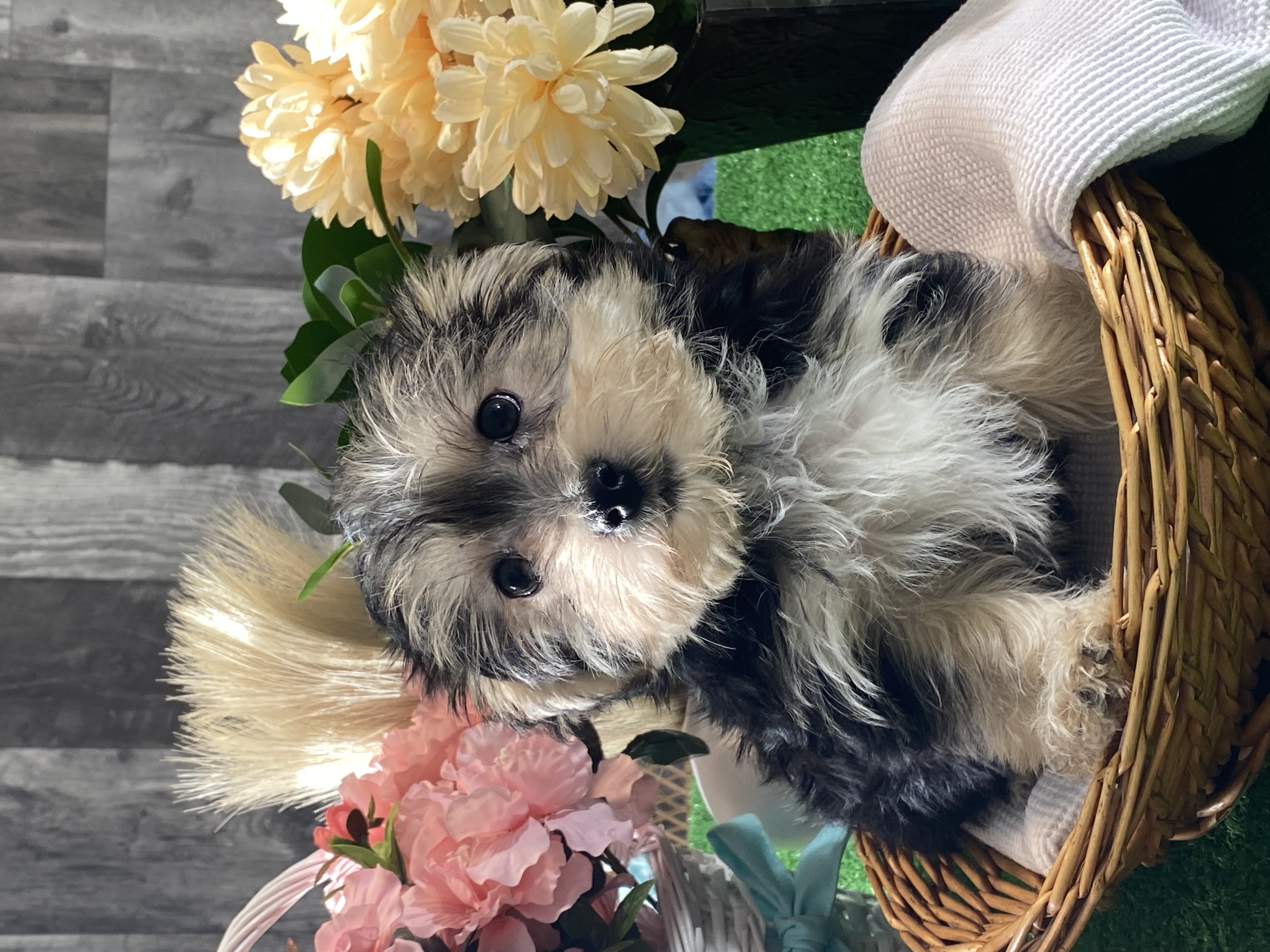puppy, for, sale, Morkie, Curtis  Martin, dog, breeder, Seneca Falls, NY, dog-breeder, puppy-for-sale, forsale, nearby, find, puppyfind, locator, puppylocator, aca