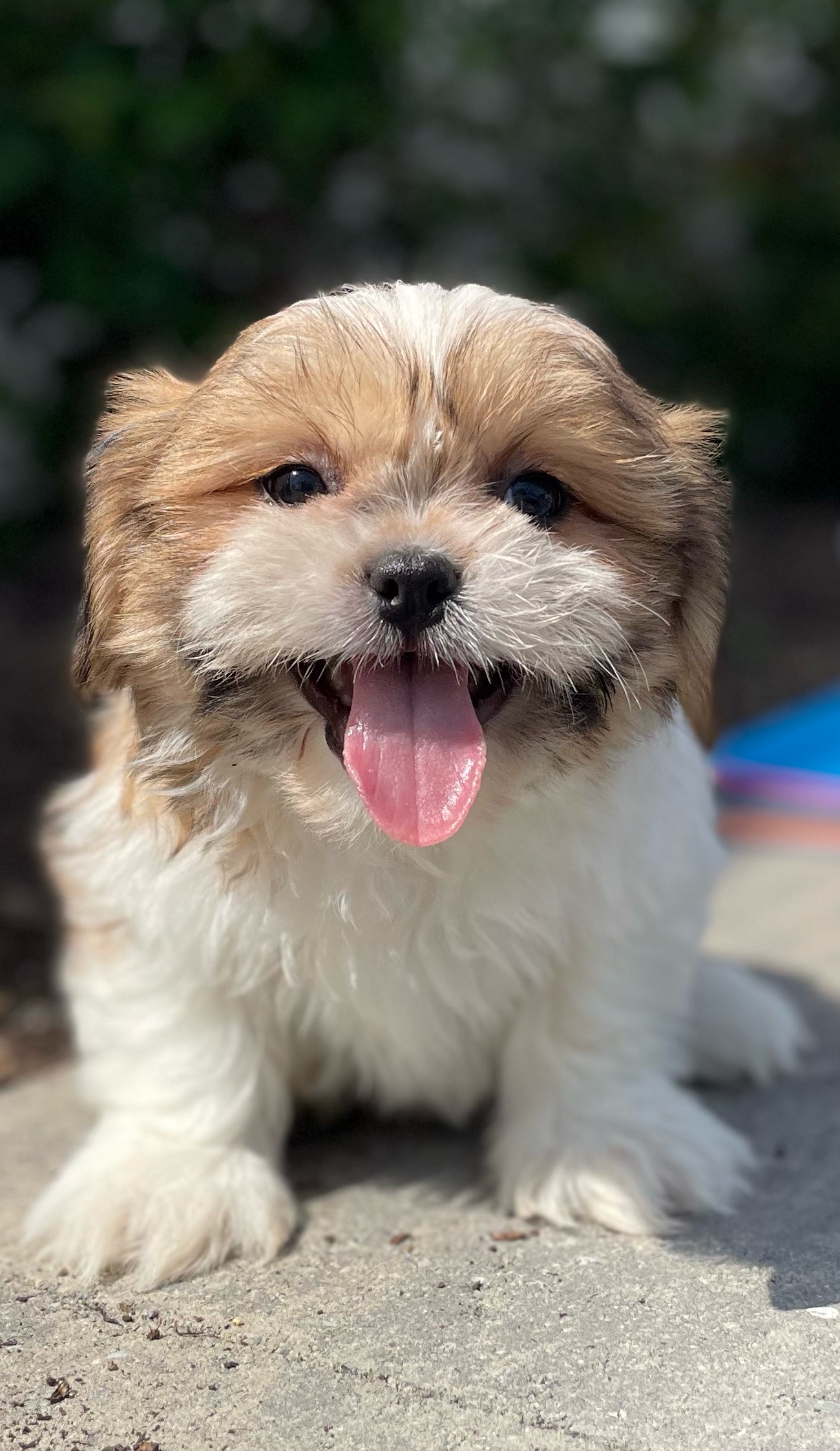 puppy, for, sale, Shih Tzu, Curtis  Martin, dog, breeder, Seneca Falls, NY, dog-breeder, puppy-for-sale, forsale, nearby, find, puppyfind, locator, puppylocator, aca