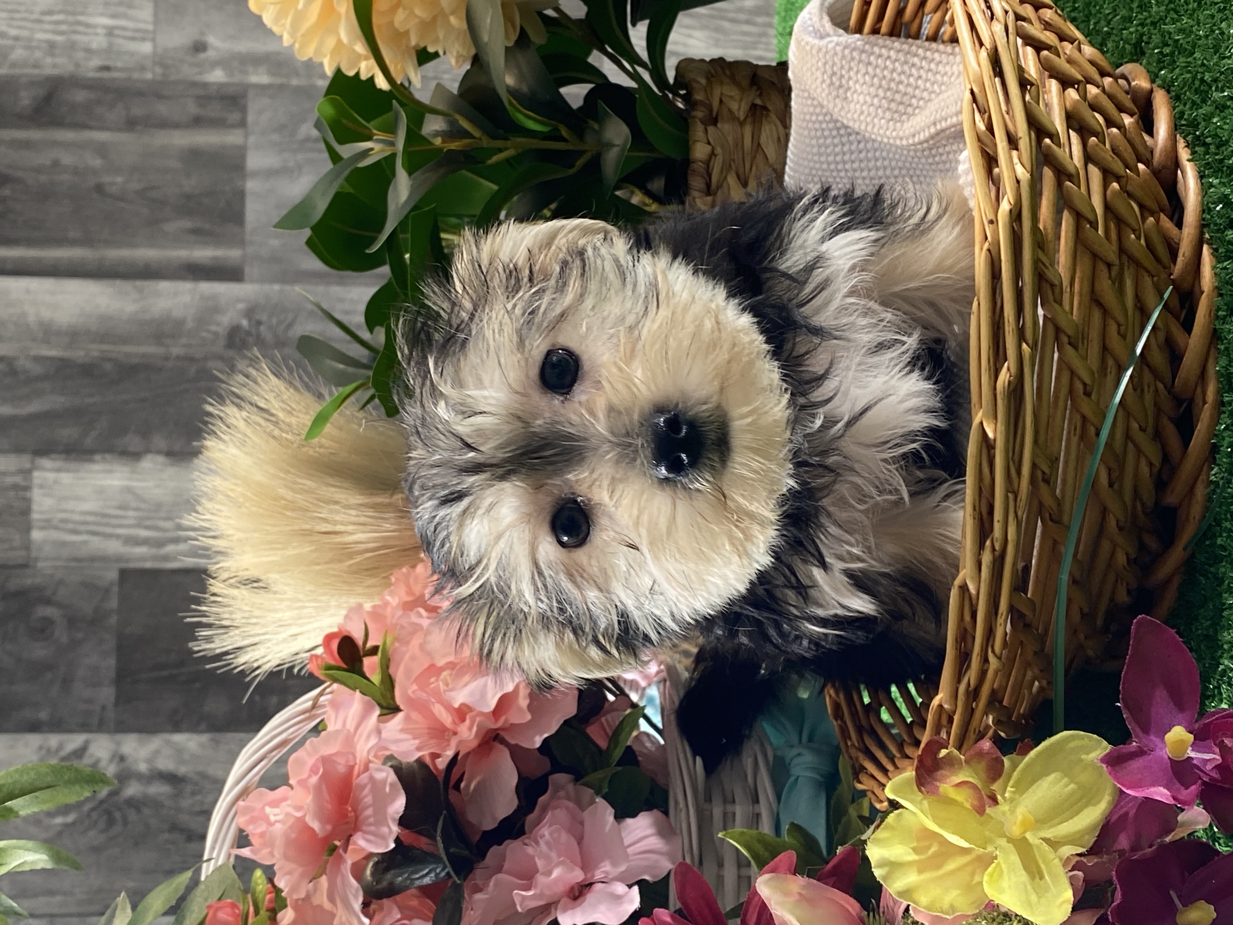 puppy, for, sale, Morkie, Curtis  Martin, dog, breeder, Seneca Falls, NY, dog-breeder, puppy-for-sale, forsale, nearby, find, puppyfind, locator, puppylocator, aca