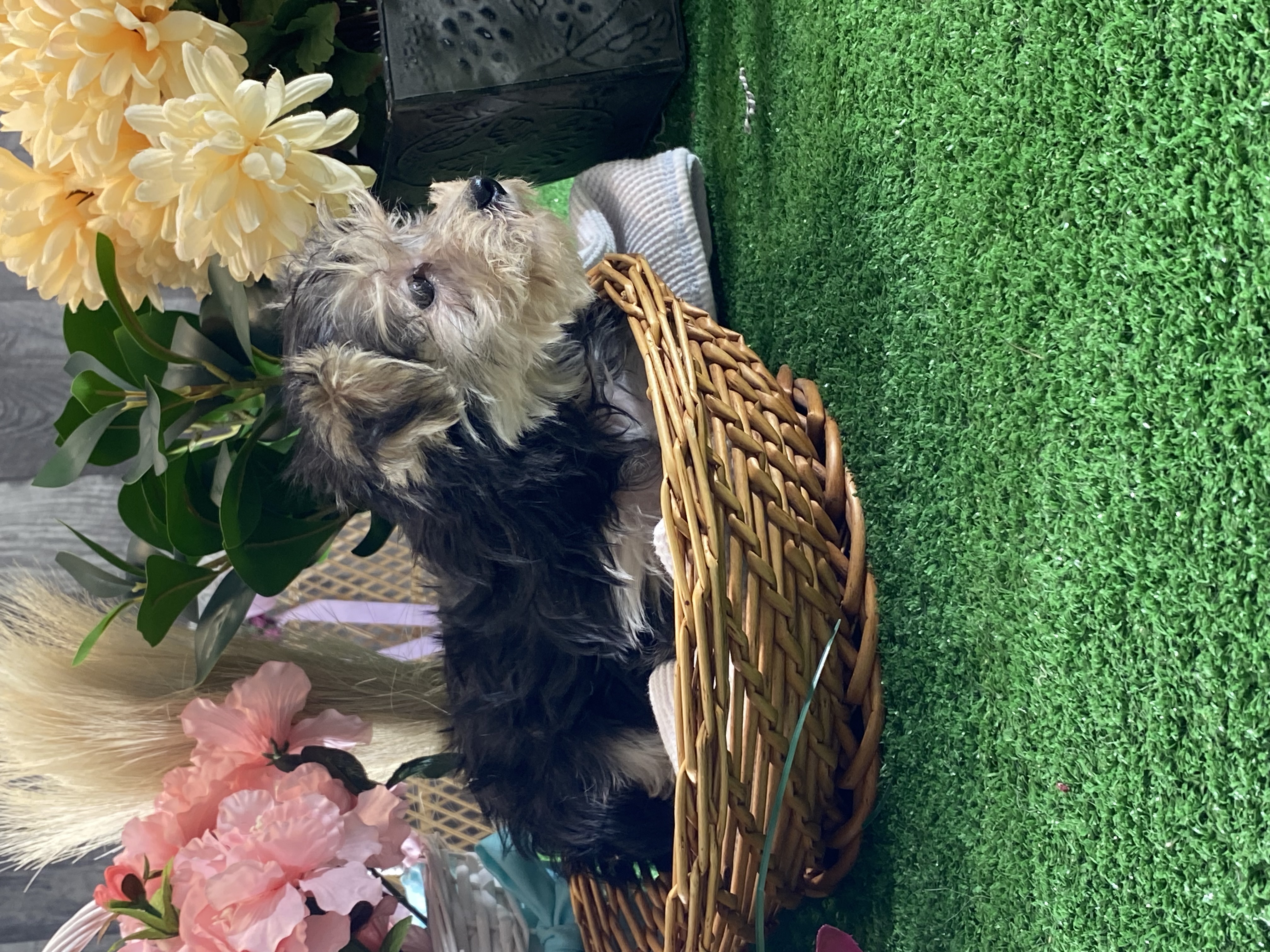 puppy, for, sale, Morkie, Curtis  Martin, dog, breeder, Seneca Falls, NY, dog-breeder, puppy-for-sale, forsale, nearby, find, puppyfind, locator, puppylocator, aca