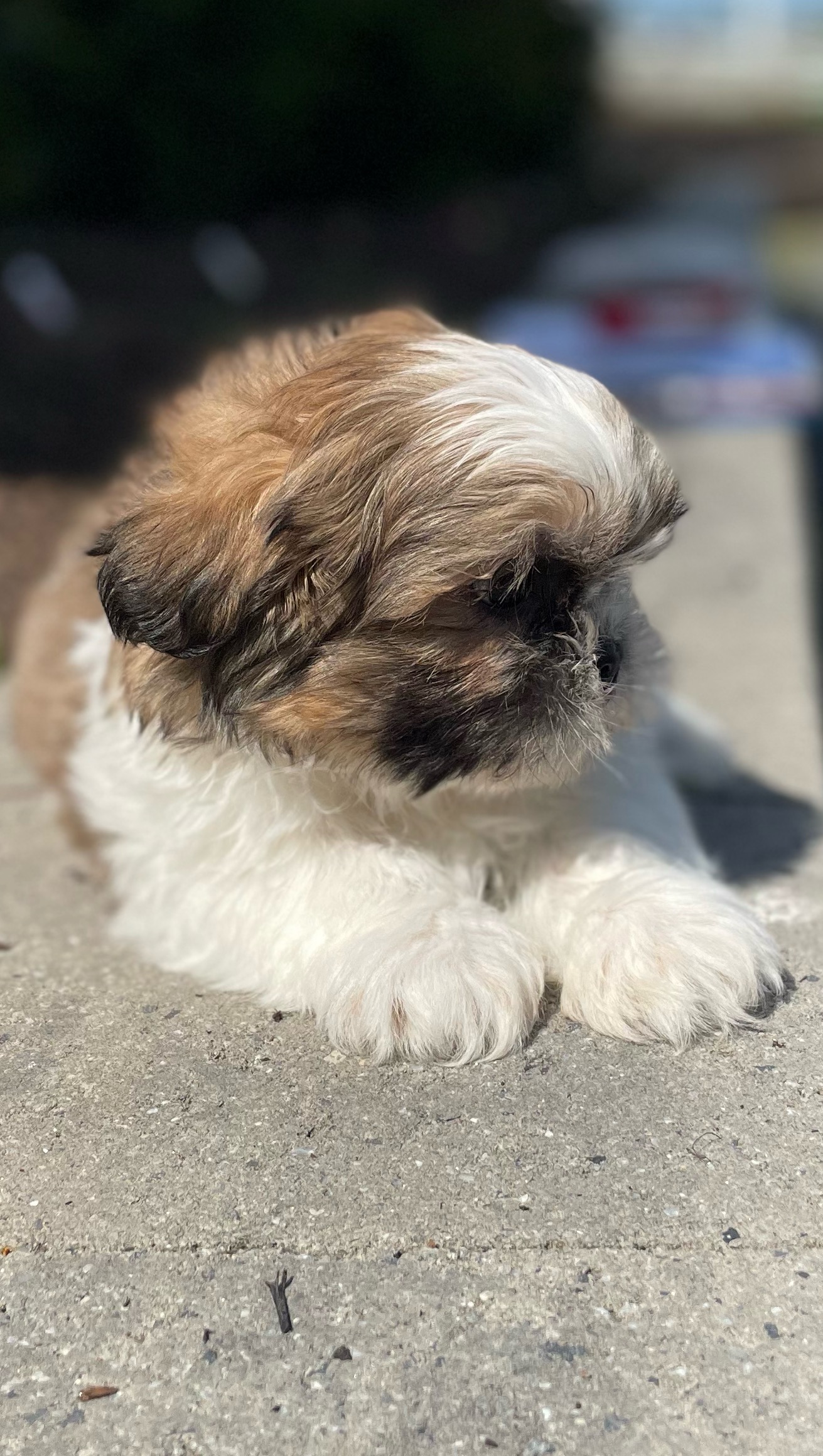 puppy, for, sale, Shih Tzu, Curtis  Martin, dog, breeder, Seneca Falls, NY, dog-breeder, puppy-for-sale, forsale, nearby, find, puppyfind, locator, puppylocator, aca