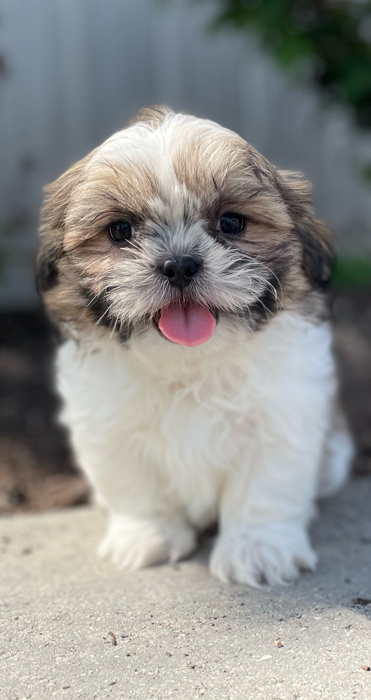 puppy, for, sale, Shih Tzu, Curtis  Martin, dog, breeder, Seneca Falls, NY, dog-breeder, puppy-for-sale, forsale, nearby, find, puppyfind, locator, puppylocator, aca