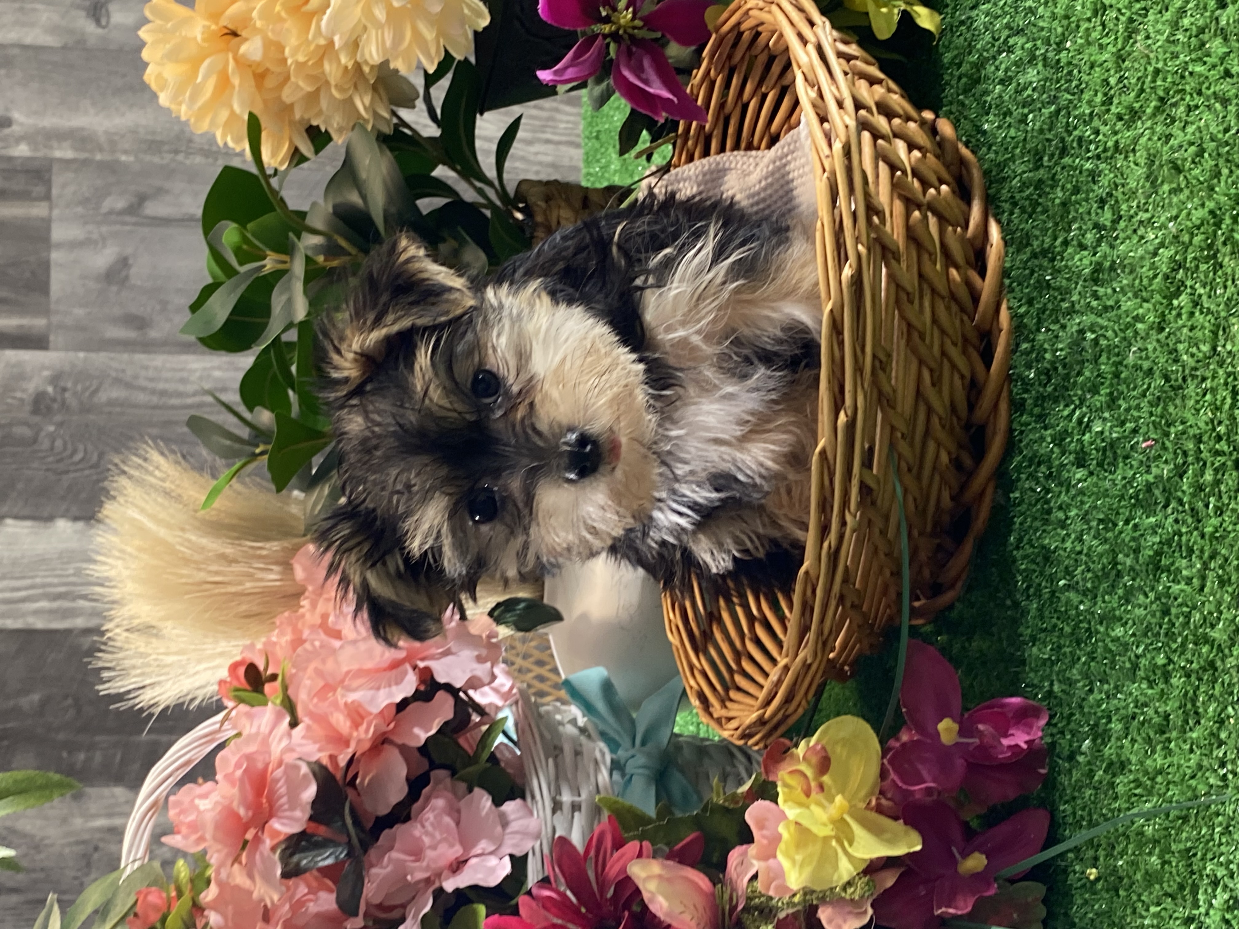 puppy, for, sale, Morkie, Curtis  Martin, dog, breeder, Seneca Falls, NY, dog-breeder, puppy-for-sale, forsale, nearby, find, puppyfind, locator, puppylocator, aca