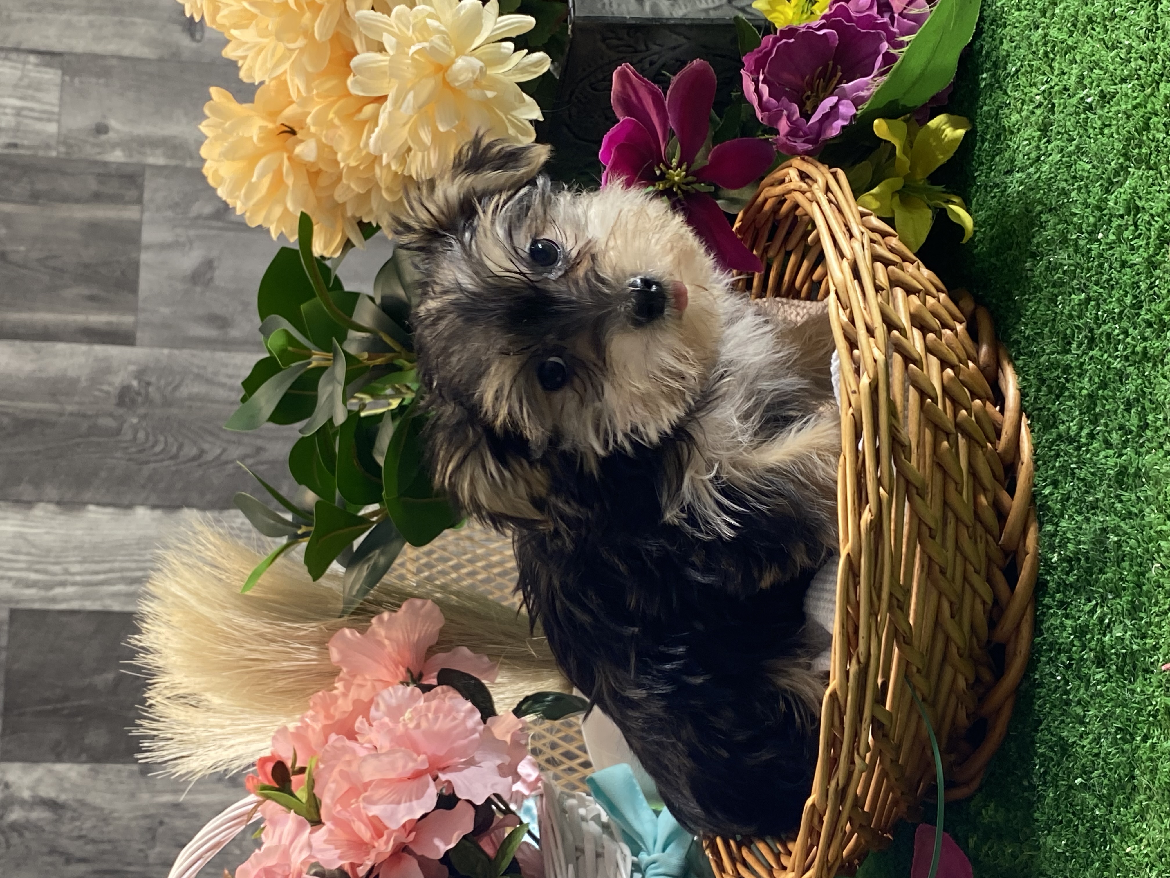puppy, for, sale, Morkie, Curtis  Martin, dog, breeder, Seneca Falls, NY, dog-breeder, puppy-for-sale, forsale, nearby, find, puppyfind, locator, puppylocator, aca