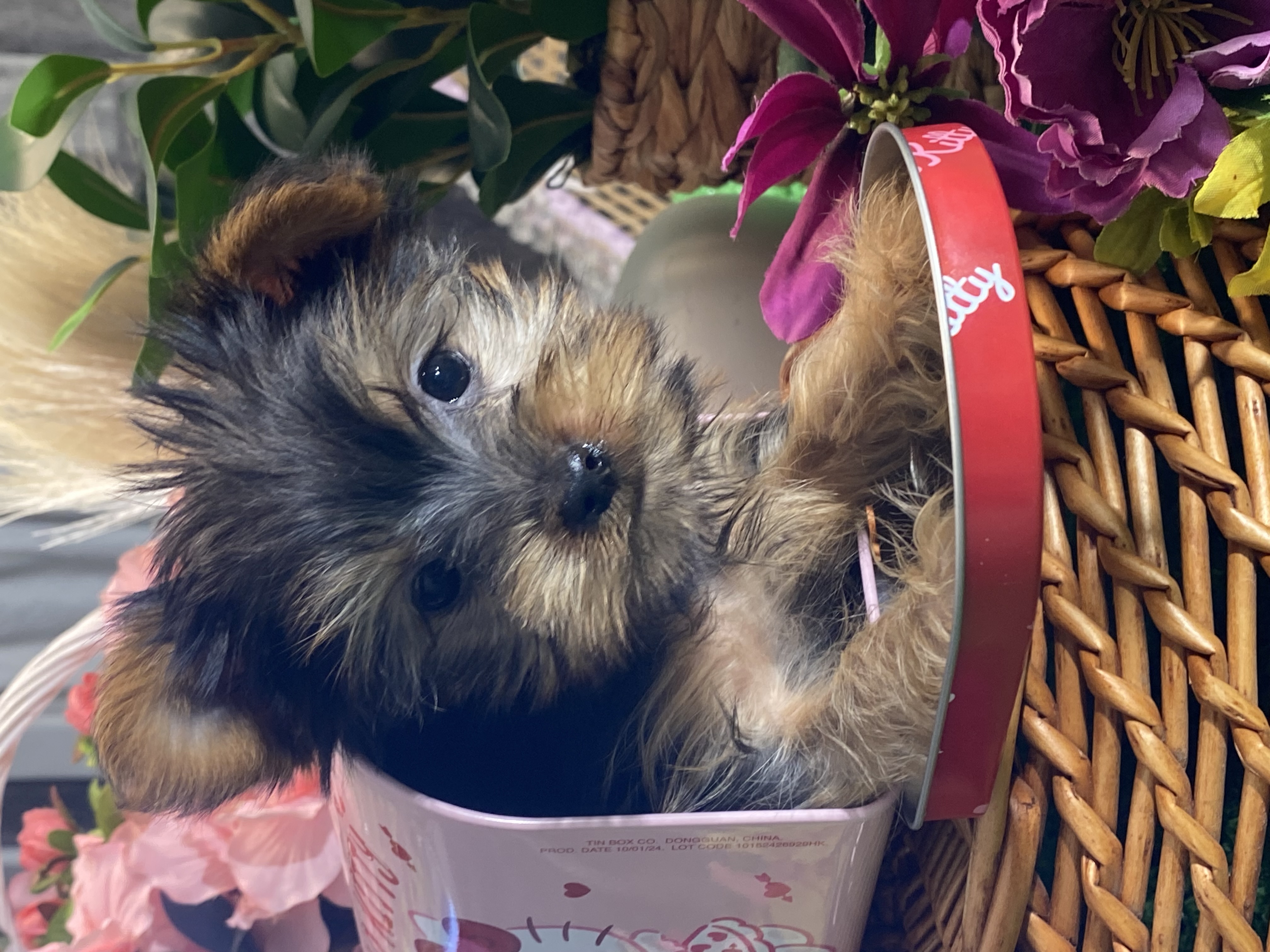 puppy, for, sale, Yorkshire Terrier, Curtis  Martin, dog, breeder, Seneca Falls, NY, dog-breeder, puppy-for-sale, forsale, nearby, find, puppyfind, locator, puppylocator, aca
