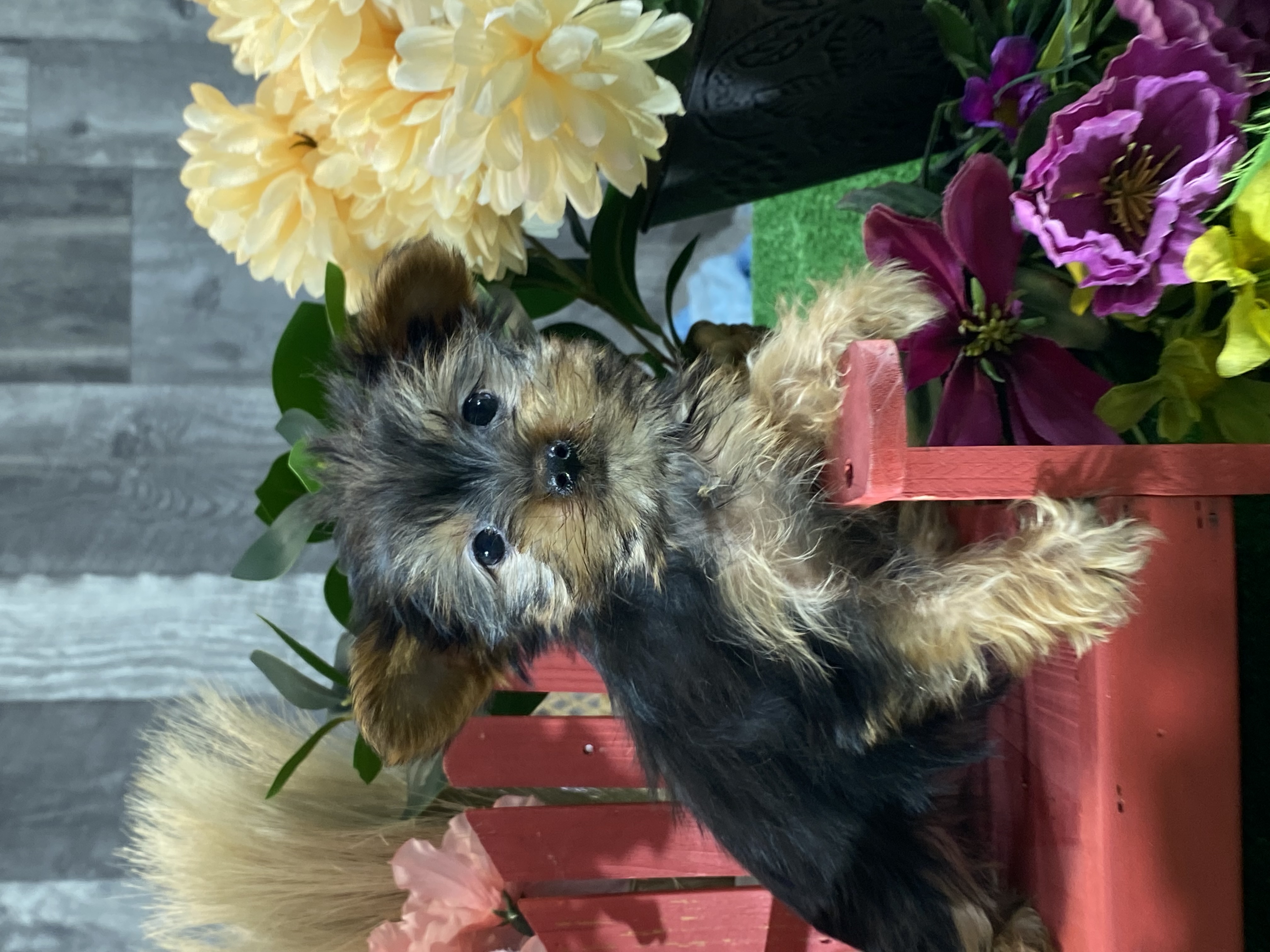 puppy, for, sale, Yorkshire Terrier, Curtis  Martin, dog, breeder, Seneca Falls, NY, dog-breeder, puppy-for-sale, forsale, nearby, find, puppyfind, locator, puppylocator, aca
