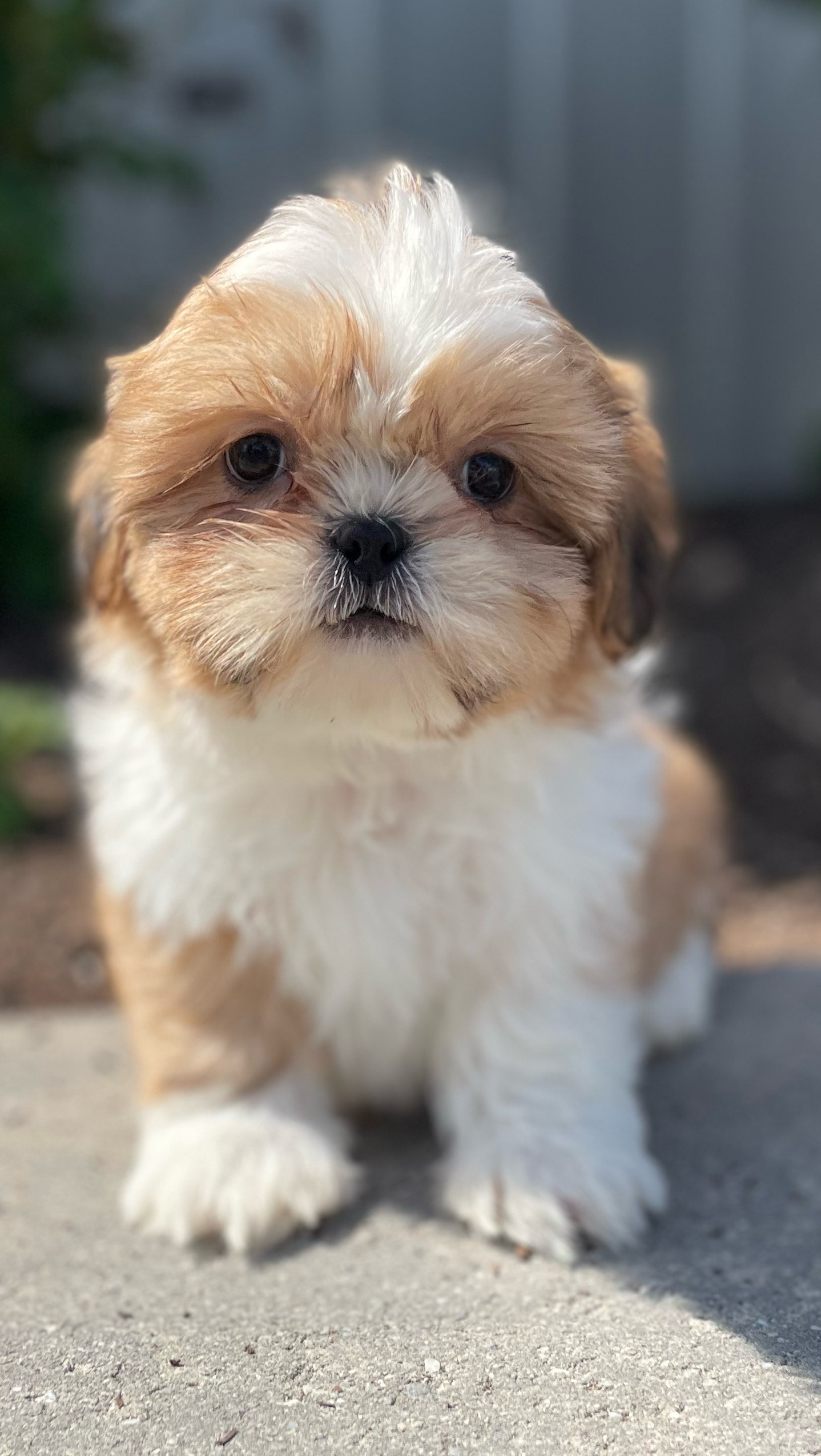 puppy, for, sale, Shih Tzu, Curtis  Martin, dog, breeder, Seneca Falls, NY, dog-breeder, puppy-for-sale, forsale, nearby, find, puppyfind, locator, puppylocator, aca