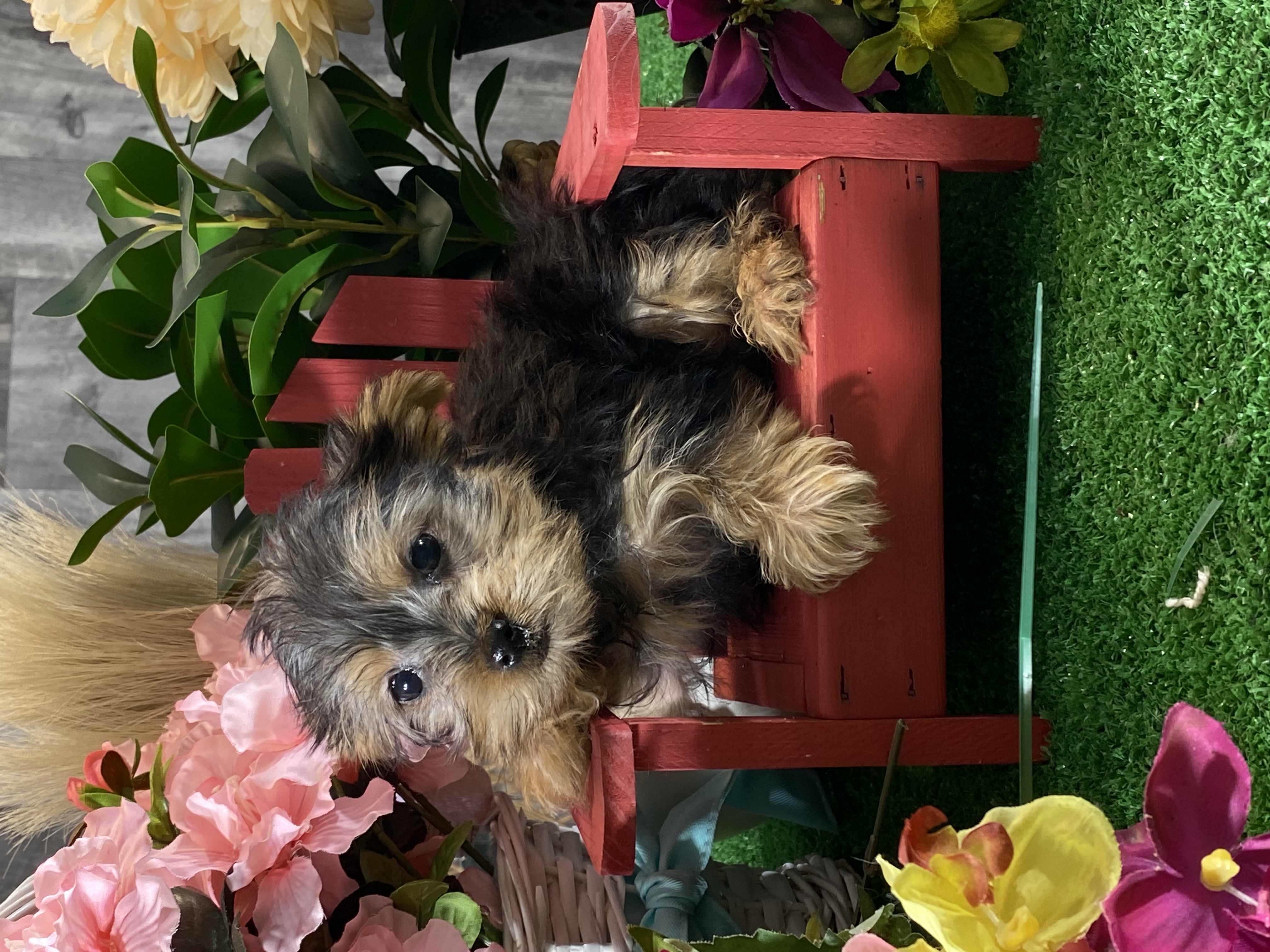 puppy, for, sale, Yorkshire Terrier, Curtis  Martin, dog, breeder, Seneca Falls, NY, dog-breeder, puppy-for-sale, forsale, nearby, find, puppyfind, locator, puppylocator, aca
