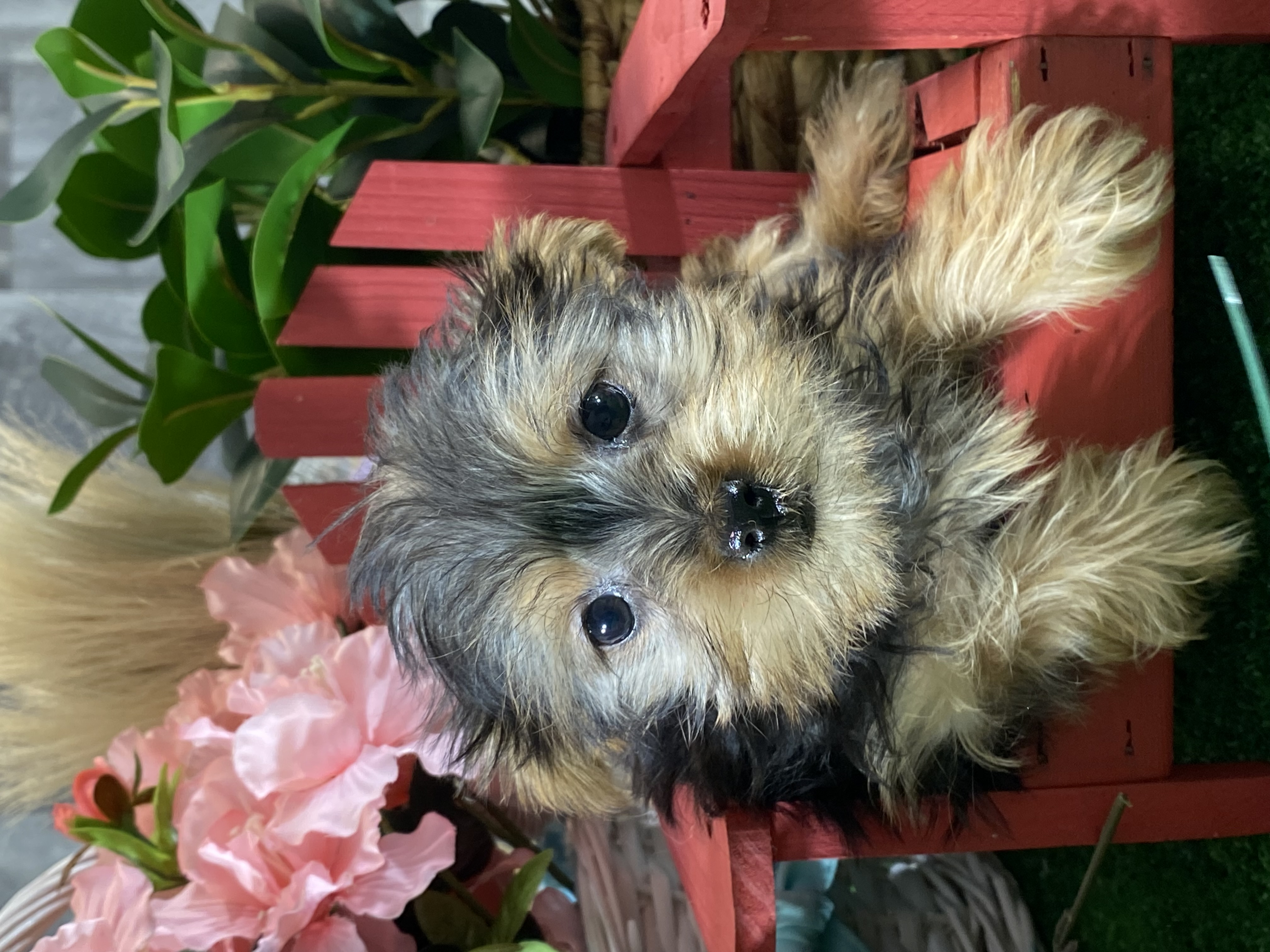 puppy, for, sale, Yorkshire Terrier, Curtis  Martin, dog, breeder, Seneca Falls, NY, dog-breeder, puppy-for-sale, forsale, nearby, find, puppyfind, locator, puppylocator, aca