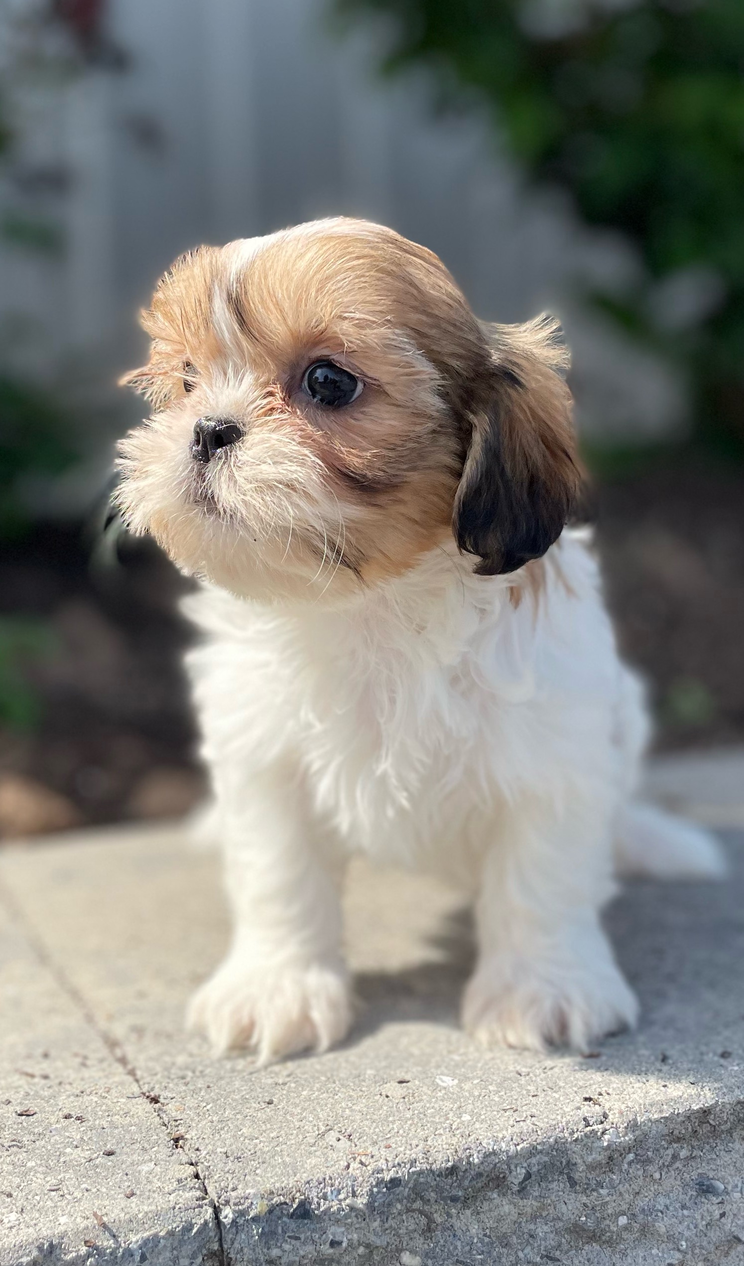 puppy, for, sale, Shih Tzu, Curtis  Martin, dog, breeder, Seneca Falls, NY, dog-breeder, puppy-for-sale, forsale, nearby, find, puppyfind, locator, puppylocator, aca