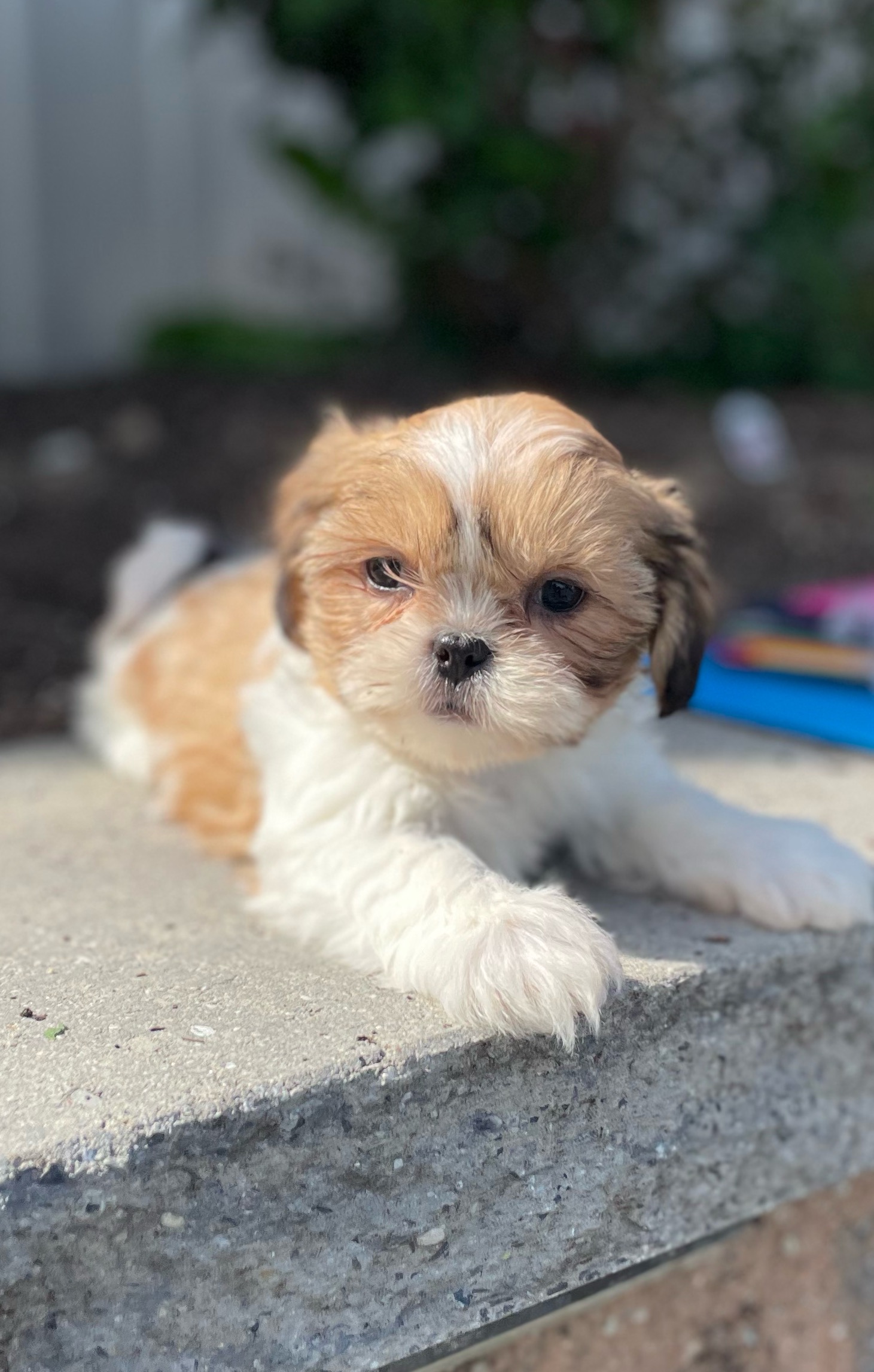 puppy, for, sale, Shih Tzu, Curtis  Martin, dog, breeder, Seneca Falls, NY, dog-breeder, puppy-for-sale, forsale, nearby, find, puppyfind, locator, puppylocator, aca