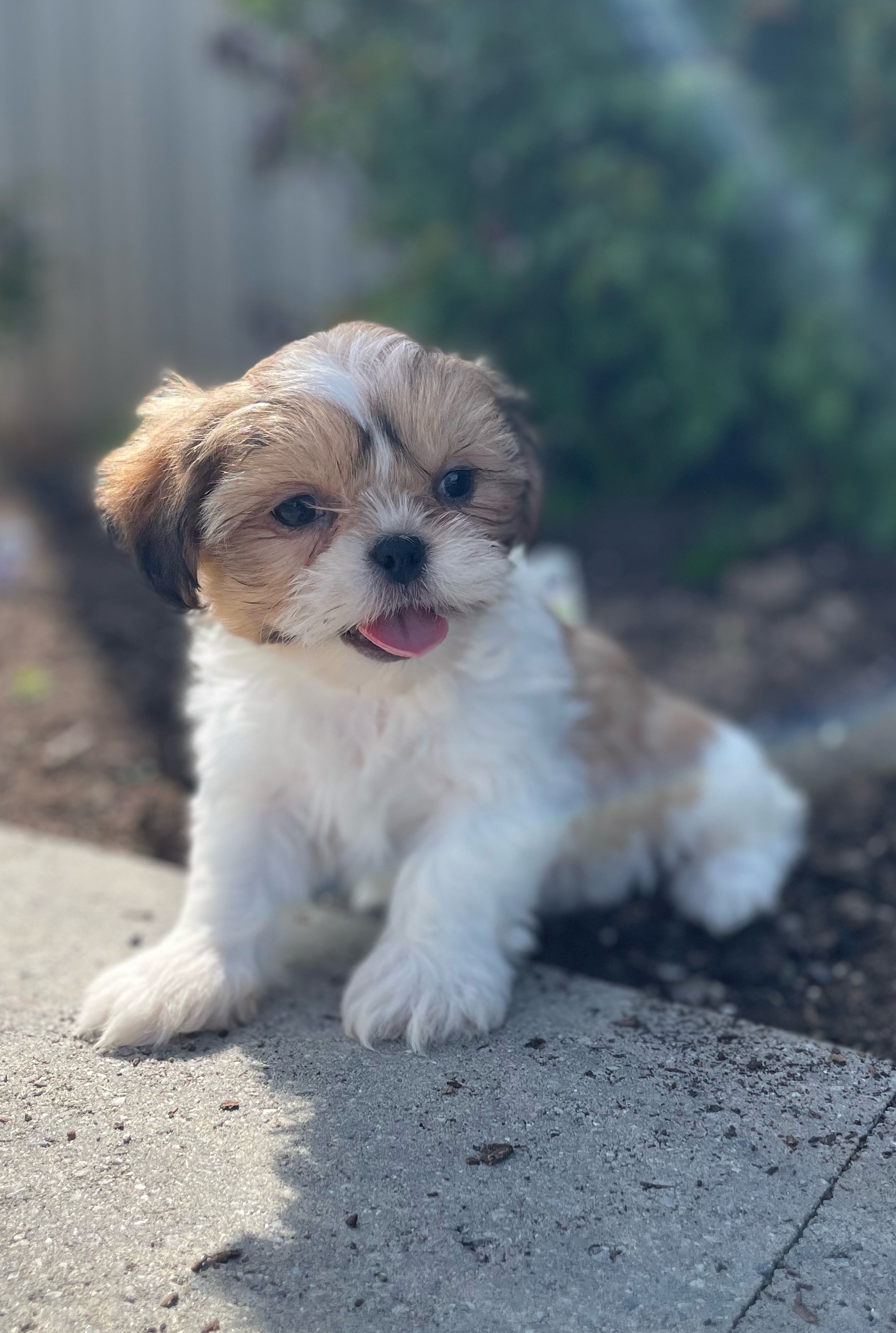 puppy, for, sale, Shih Tzu, Curtis  Martin, dog, breeder, Seneca Falls, NY, dog-breeder, puppy-for-sale, forsale, nearby, find, puppyfind, locator, puppylocator, aca