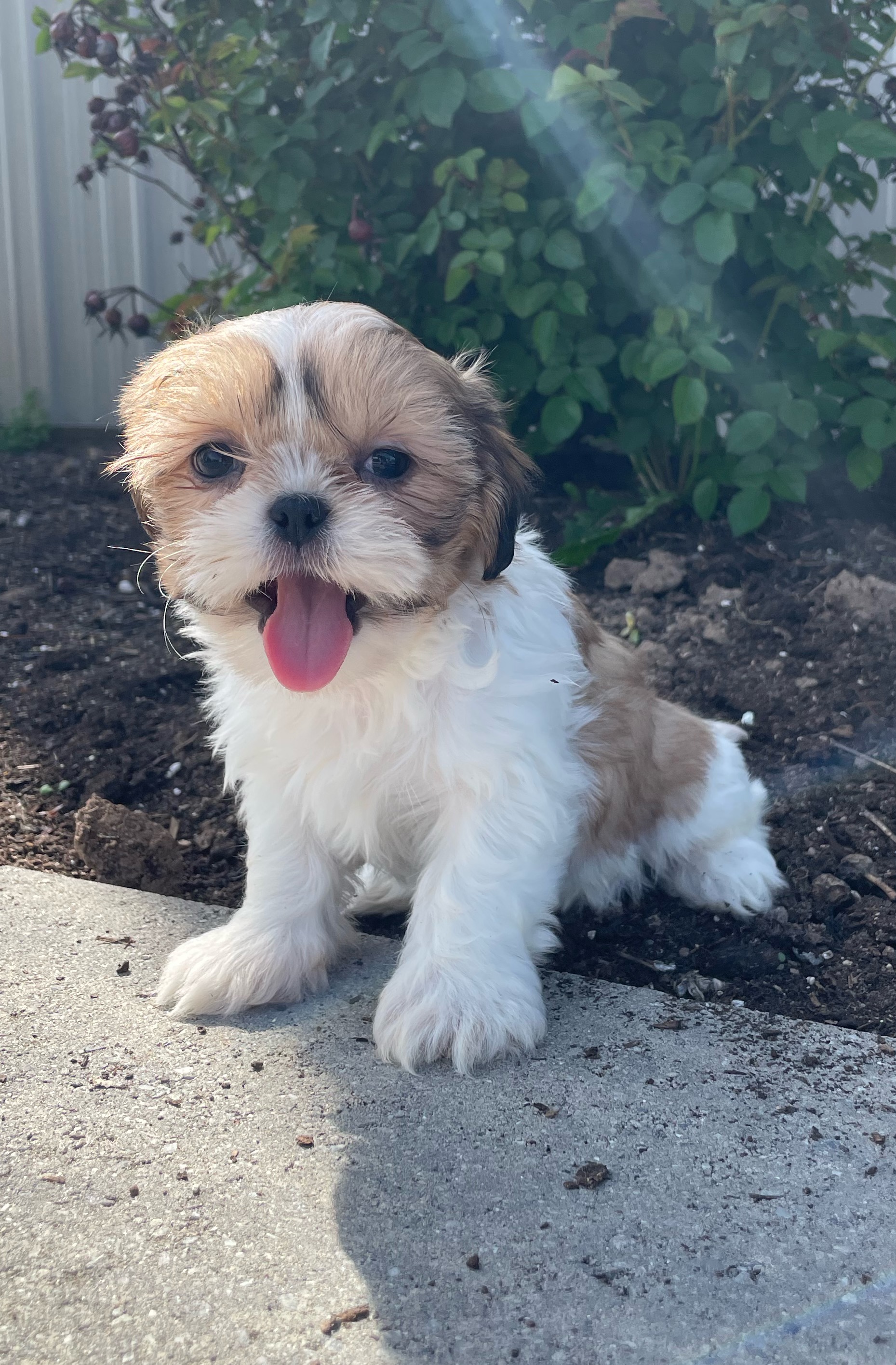 puppy, for, sale, Shih Tzu, Curtis  Martin, dog, breeder, Seneca Falls, NY, dog-breeder, puppy-for-sale, forsale, nearby, find, puppyfind, locator, puppylocator, aca