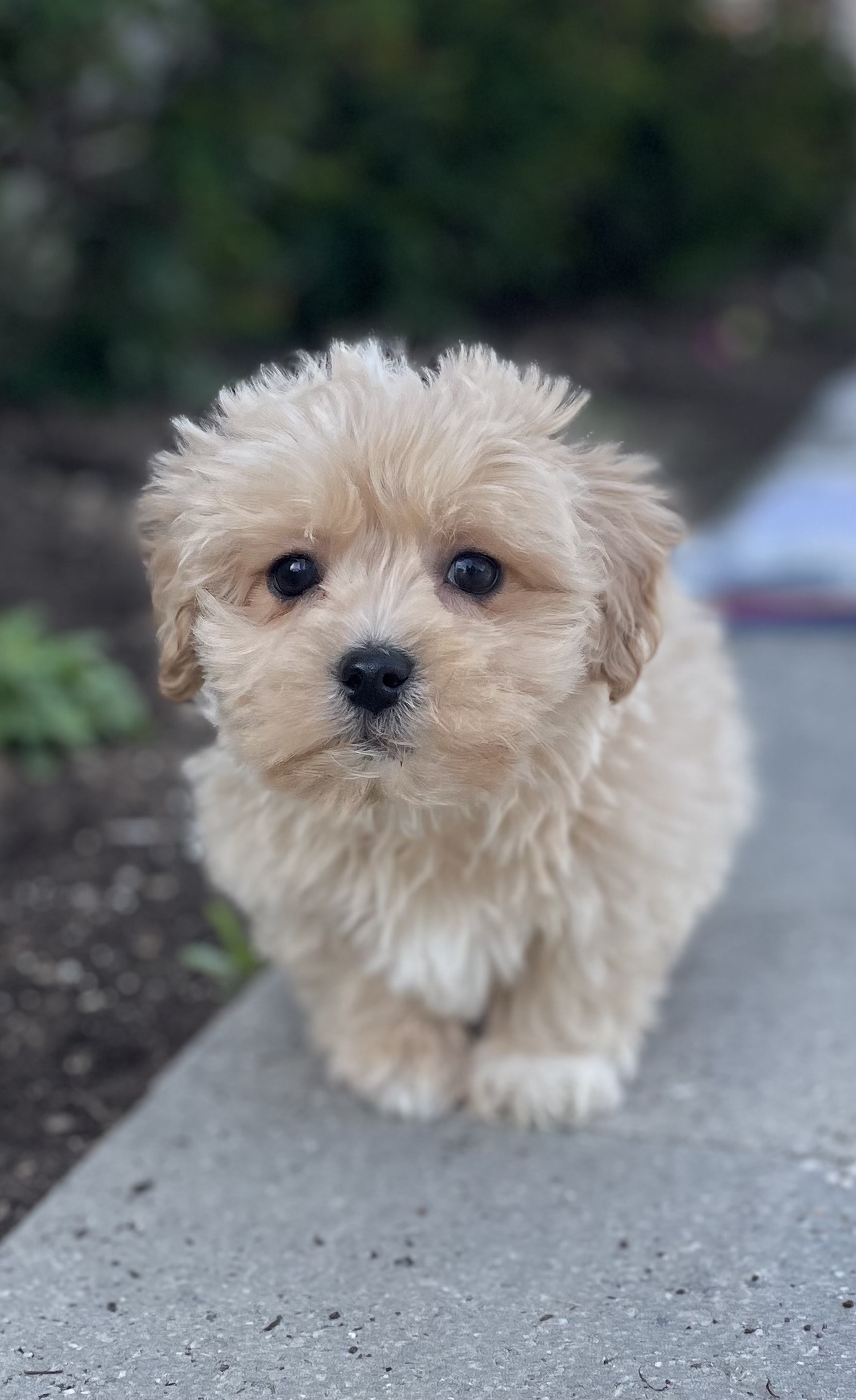 puppy, for, sale, Pooton, Curtis  Martin, dog, breeder, Seneca Falls, NY, dog-breeder, puppy-for-sale, forsale, nearby, find, puppyfind, locator, puppylocator, aca
