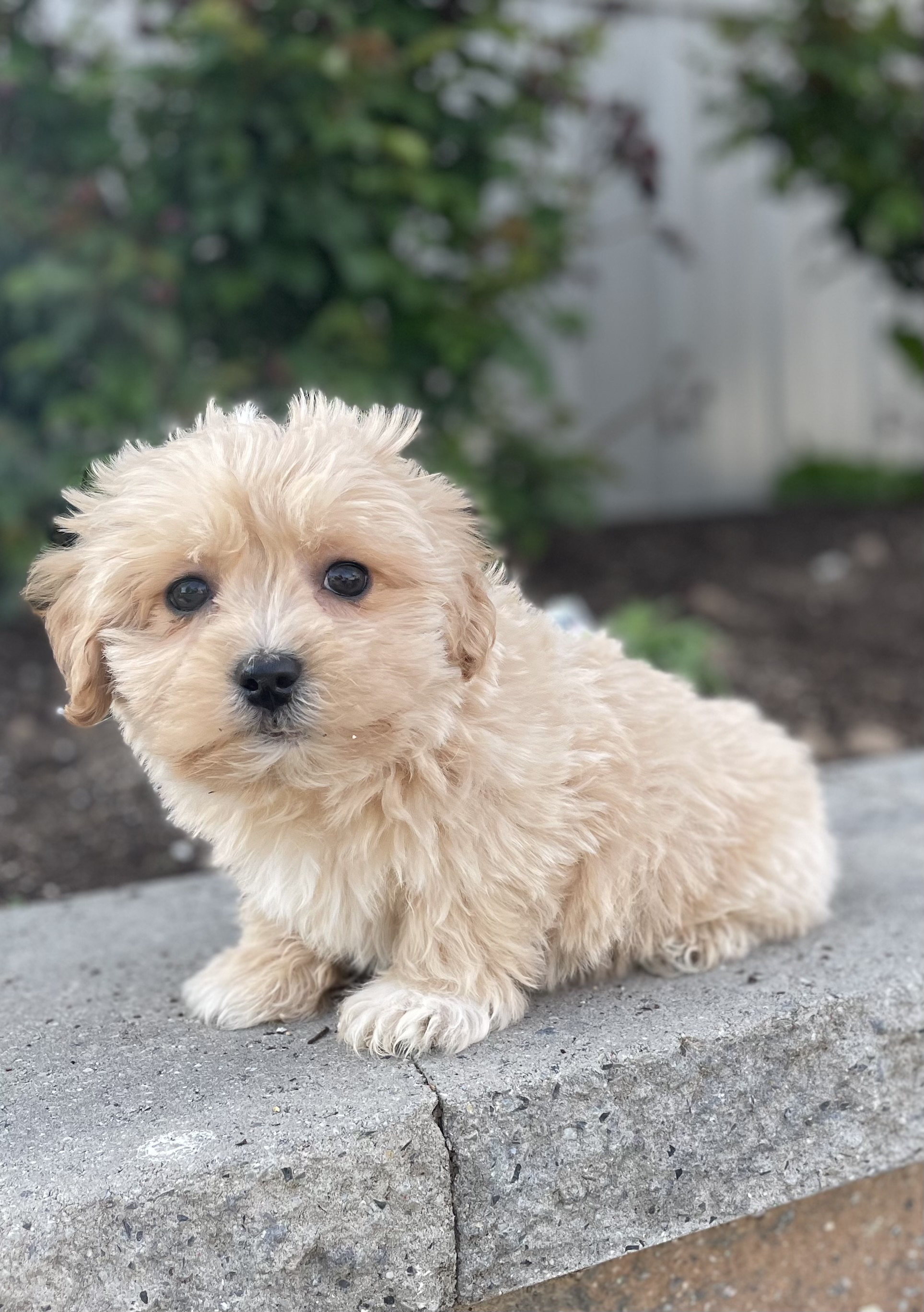 puppy, for, sale, Pooton, Curtis  Martin, dog, breeder, Seneca Falls, NY, dog-breeder, puppy-for-sale, forsale, nearby, find, puppyfind, locator, puppylocator, aca