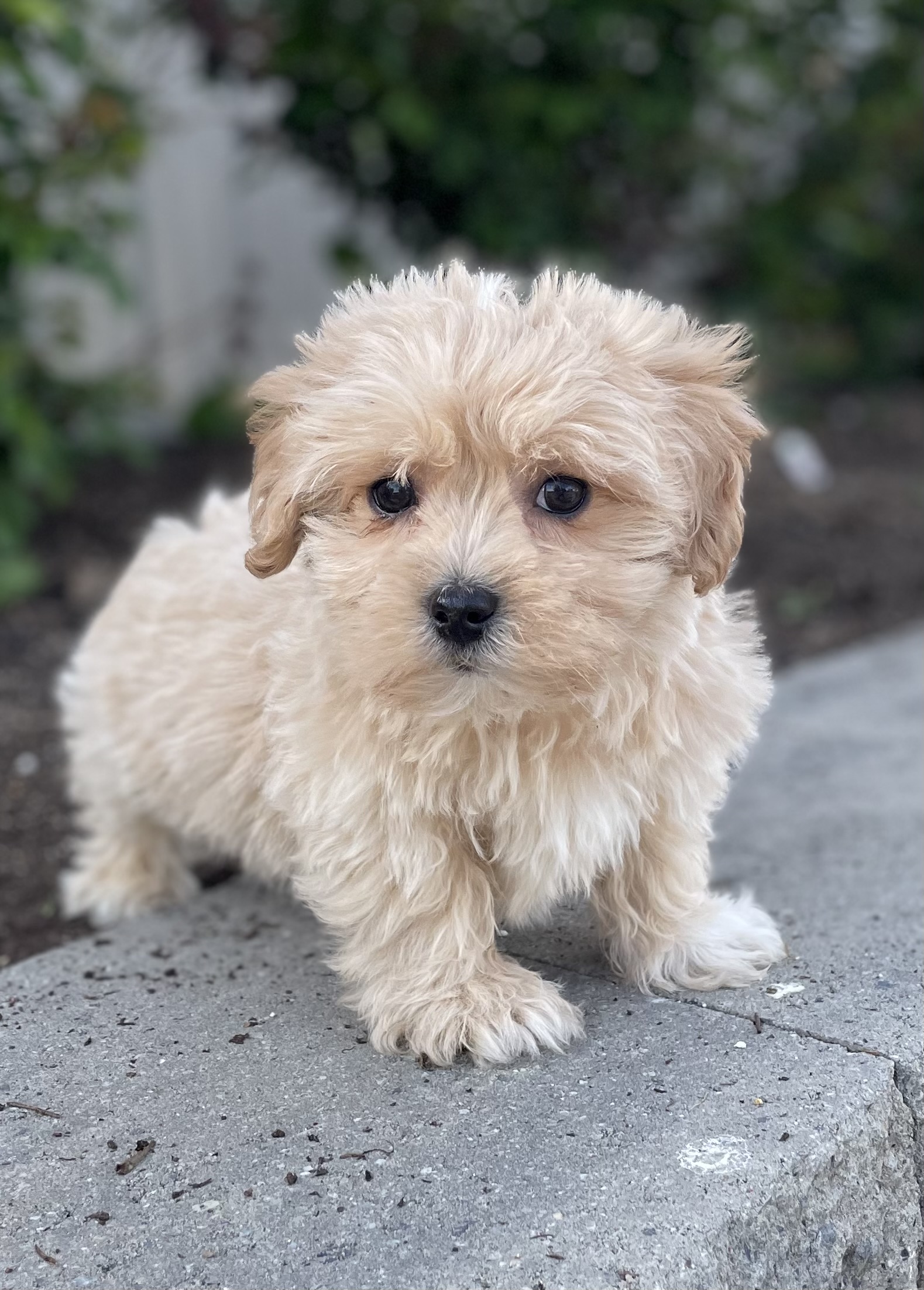 puppy, for, sale, Pooton, Curtis  Martin, dog, breeder, Seneca Falls, NY, dog-breeder, puppy-for-sale, forsale, nearby, find, puppyfind, locator, puppylocator, aca