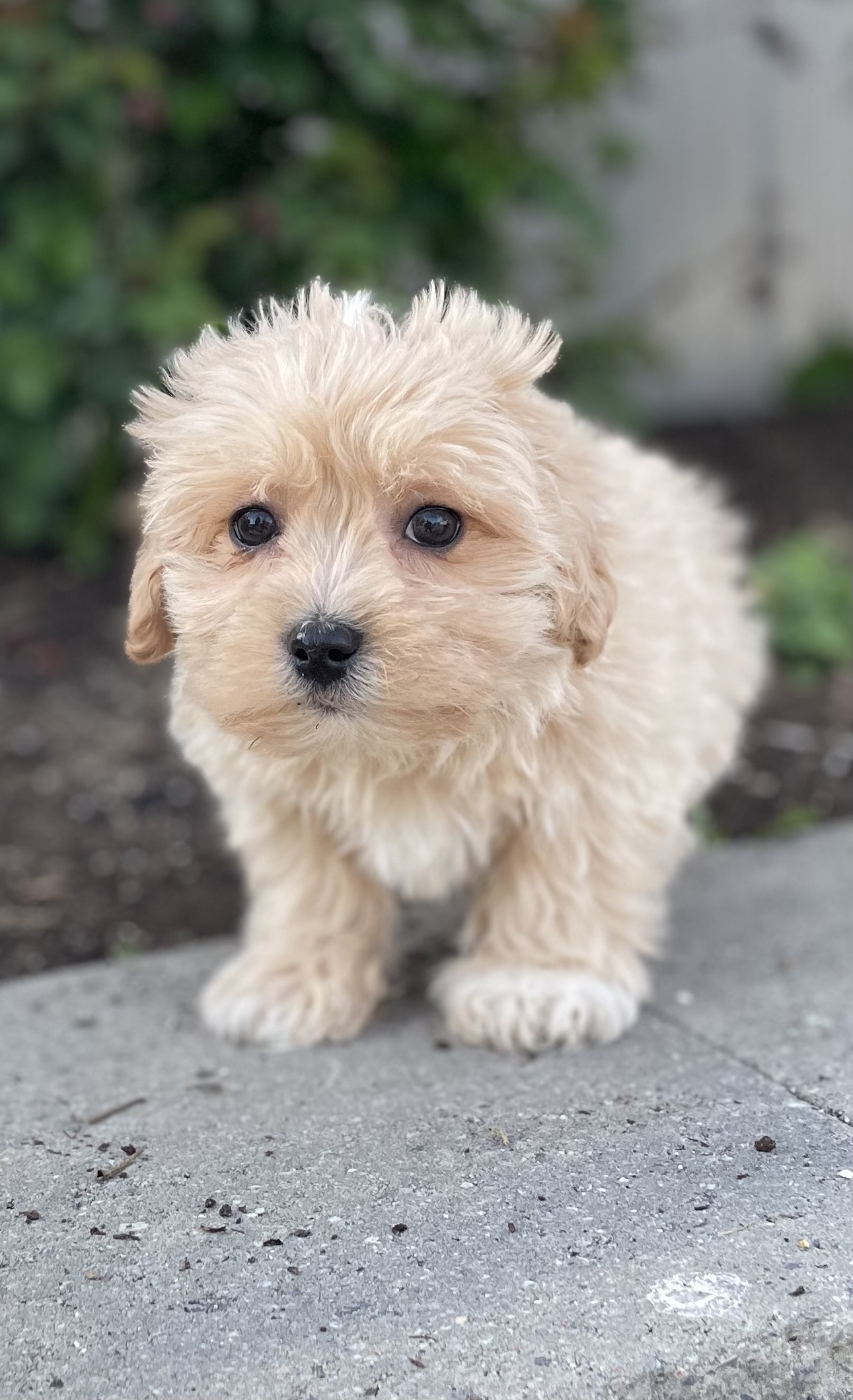 puppy, for, sale, Pooton, Curtis  Martin, dog, breeder, Seneca Falls, NY, dog-breeder, puppy-for-sale, forsale, nearby, find, puppyfind, locator, puppylocator, aca