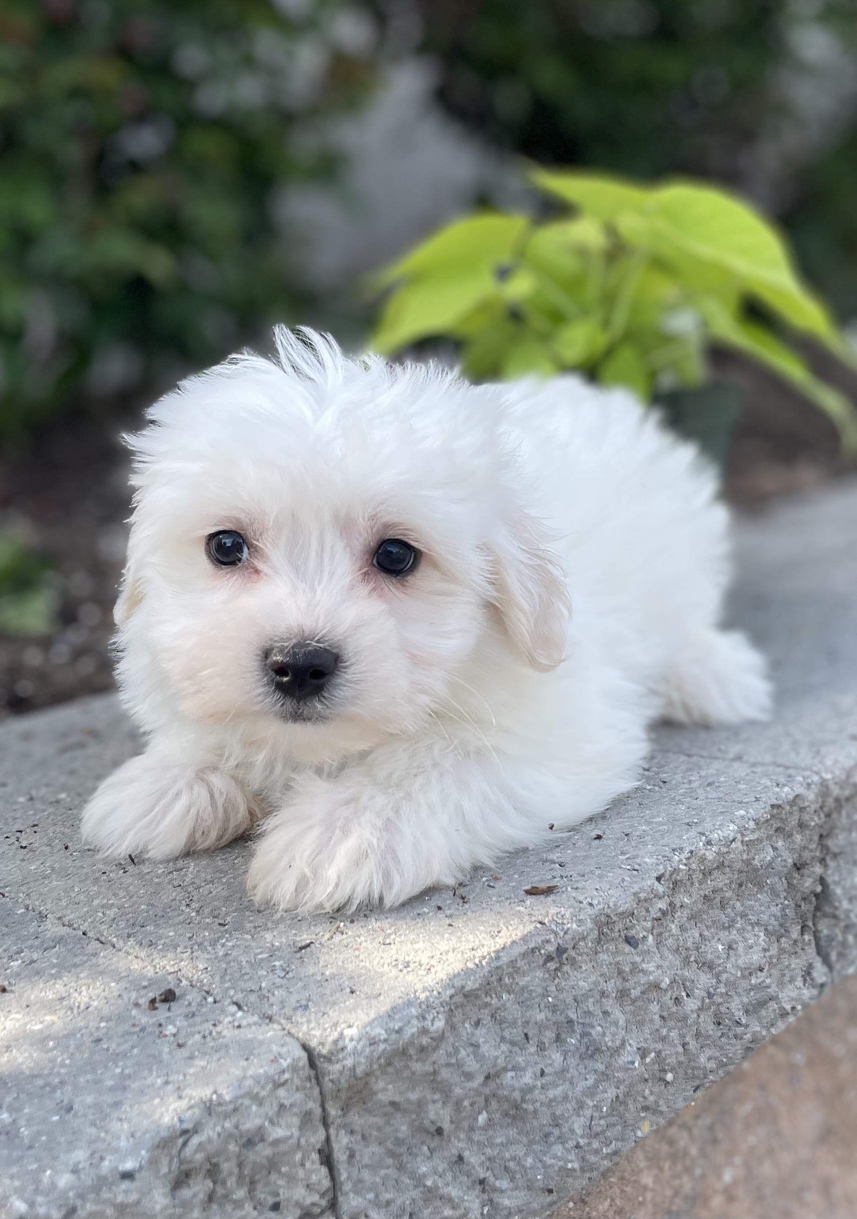 puppy, for, sale, Pooton, Curtis  Martin, dog, breeder, Seneca Falls, NY, dog-breeder, puppy-for-sale, forsale, nearby, find, puppyfind, locator, puppylocator, aca