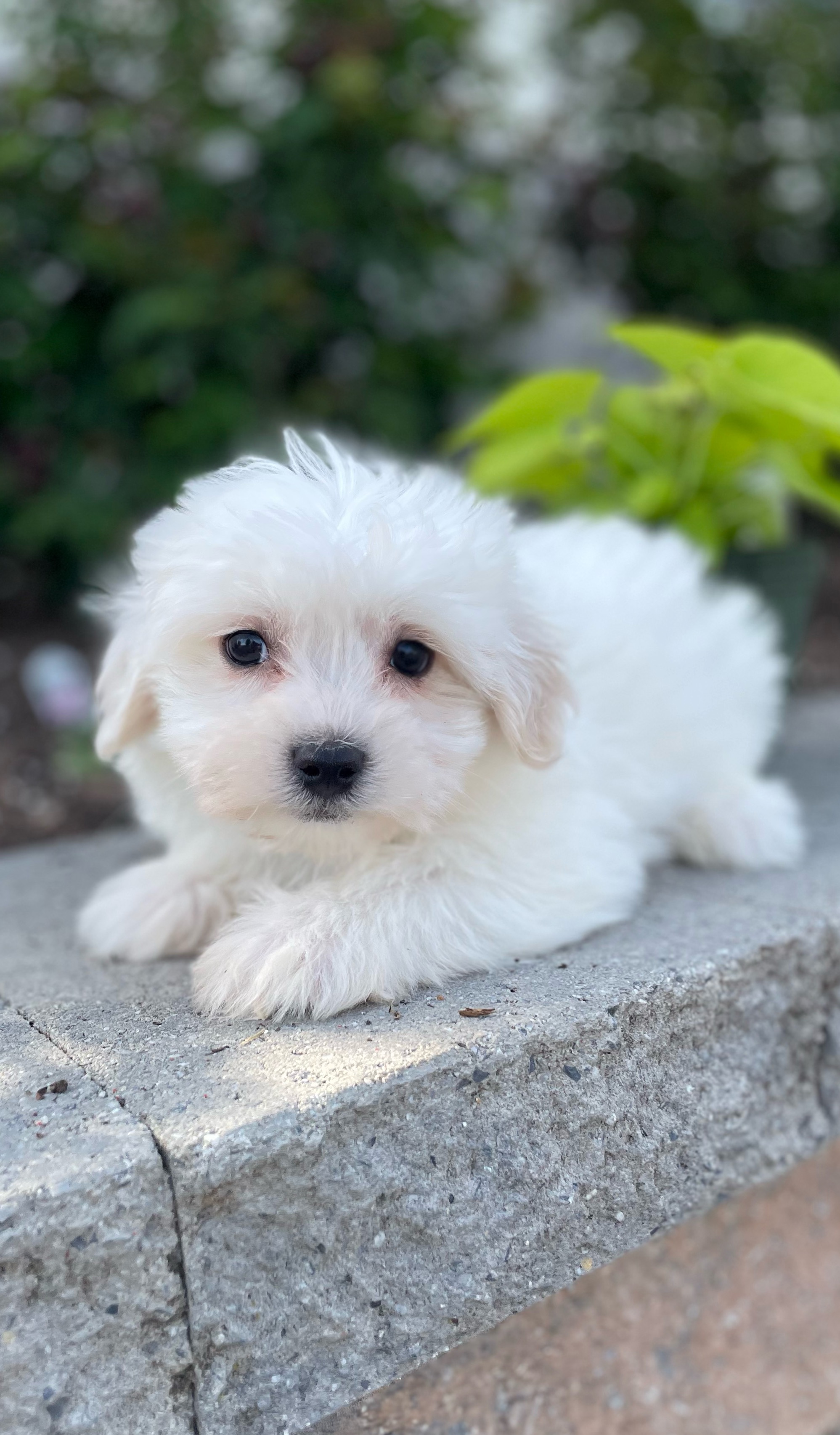 puppy, for, sale, Pooton, Curtis  Martin, dog, breeder, Seneca Falls, NY, dog-breeder, puppy-for-sale, forsale, nearby, find, puppyfind, locator, puppylocator, aca
