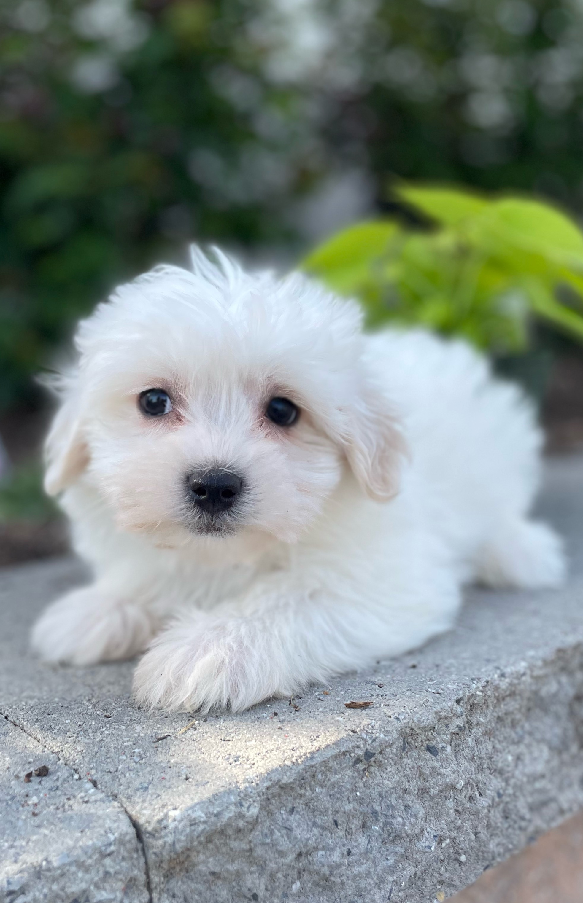 puppy, for, sale, Pooton, Curtis  Martin, dog, breeder, Seneca Falls, NY, dog-breeder, puppy-for-sale, forsale, nearby, find, puppyfind, locator, puppylocator, aca
