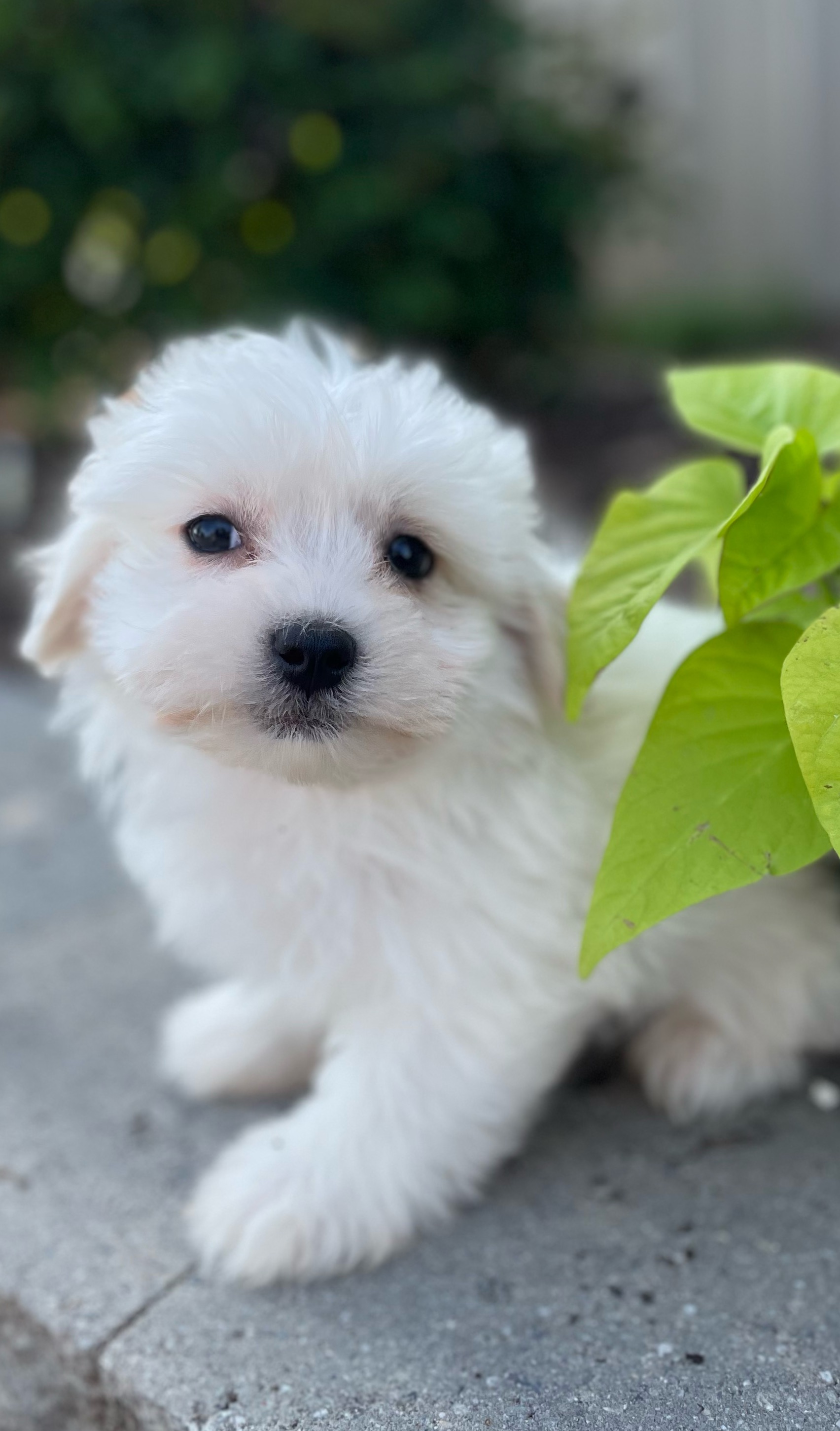 puppy, for, sale, Pooton, Curtis  Martin, dog, breeder, Seneca Falls, NY, dog-breeder, puppy-for-sale, forsale, nearby, find, puppyfind, locator, puppylocator, aca