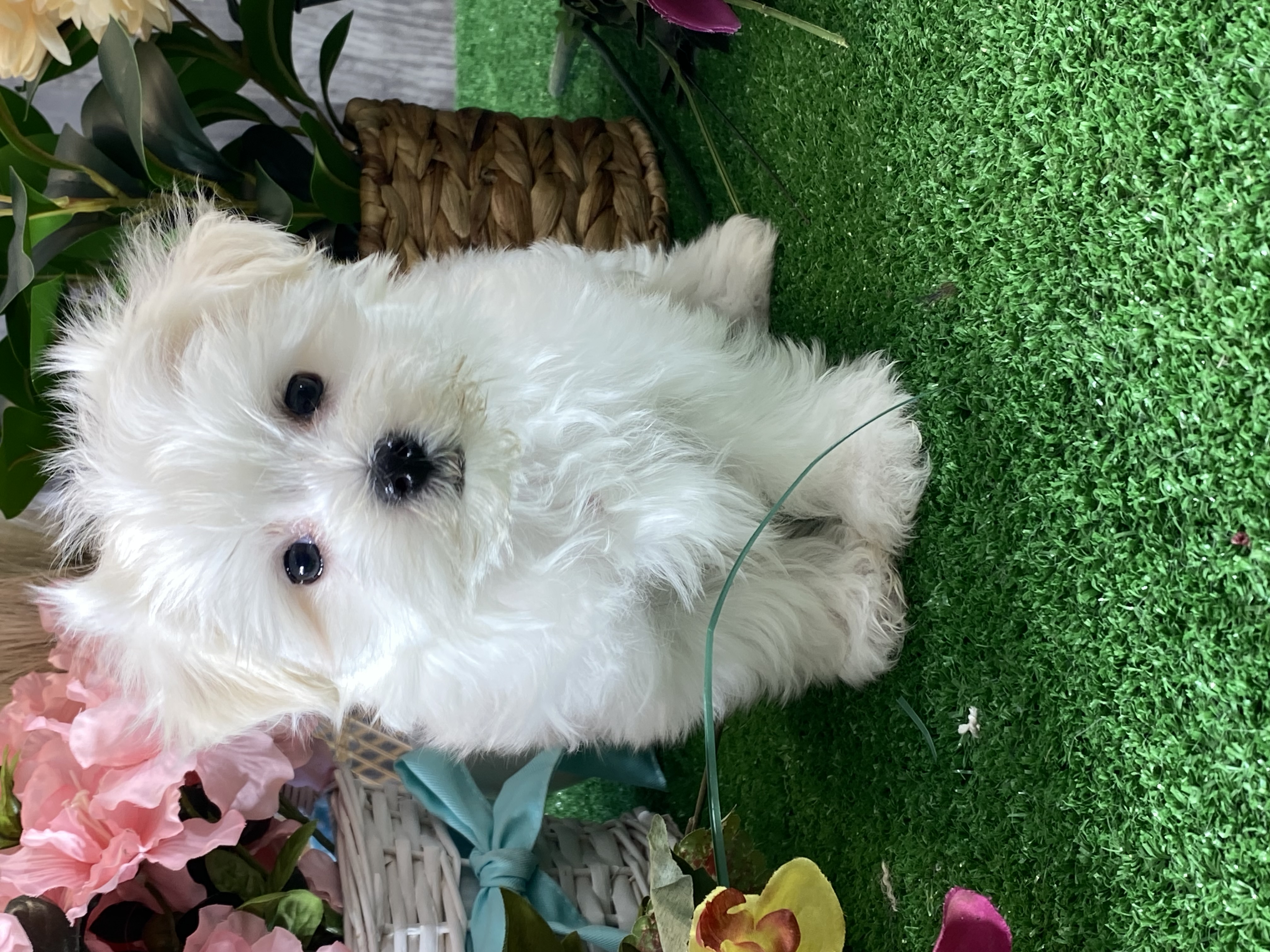 puppy, for, sale, Maltese, Curtis  Martin, dog, breeder, Seneca Falls, NY, dog-breeder, puppy-for-sale, forsale, nearby, find, puppyfind, locator, puppylocator, aca