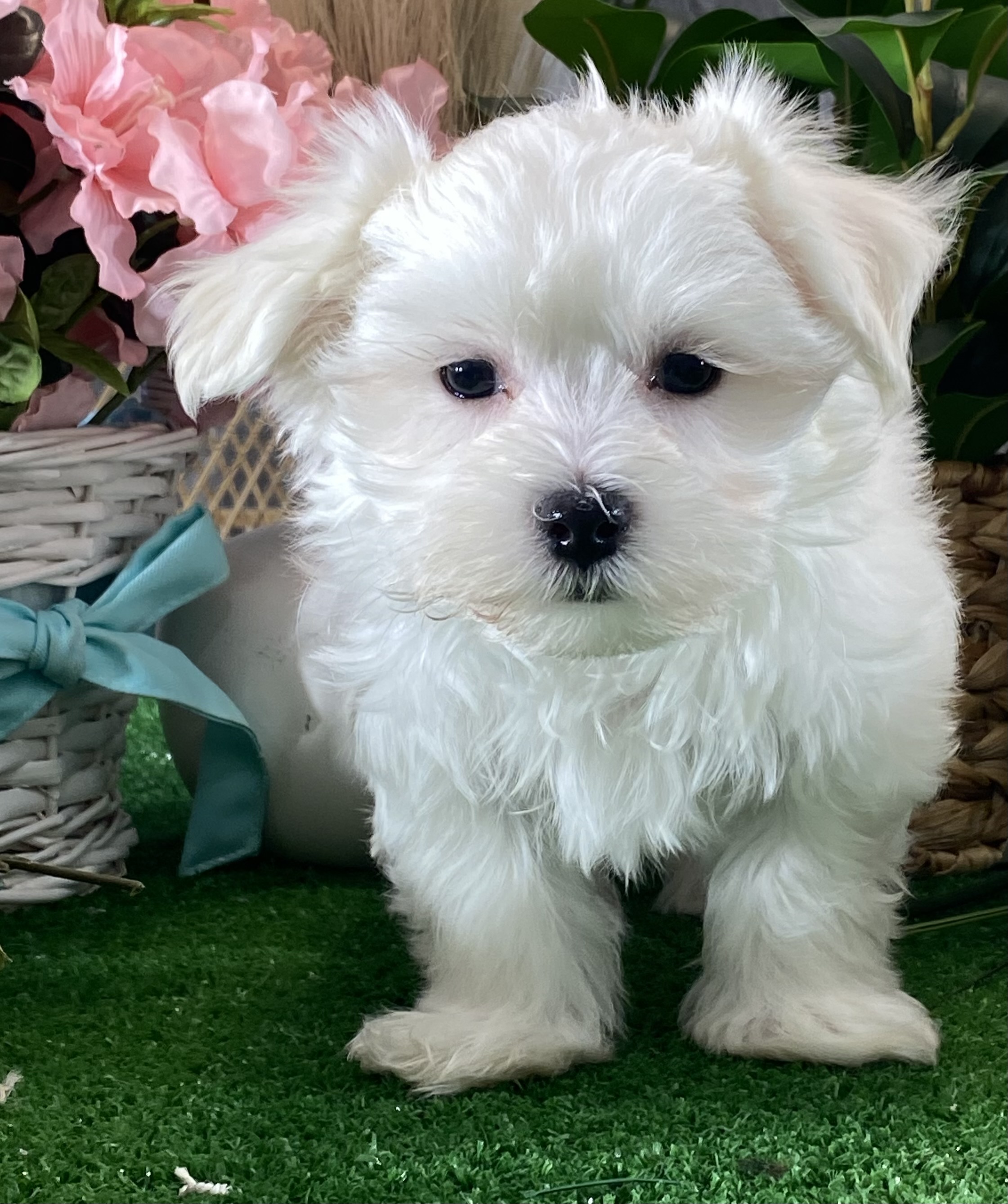 puppy, for, sale, Maltese, Curtis  Martin, dog, breeder, Seneca Falls, NY, dog-breeder, puppy-for-sale, forsale, nearby, find, puppyfind, locator, puppylocator, aca