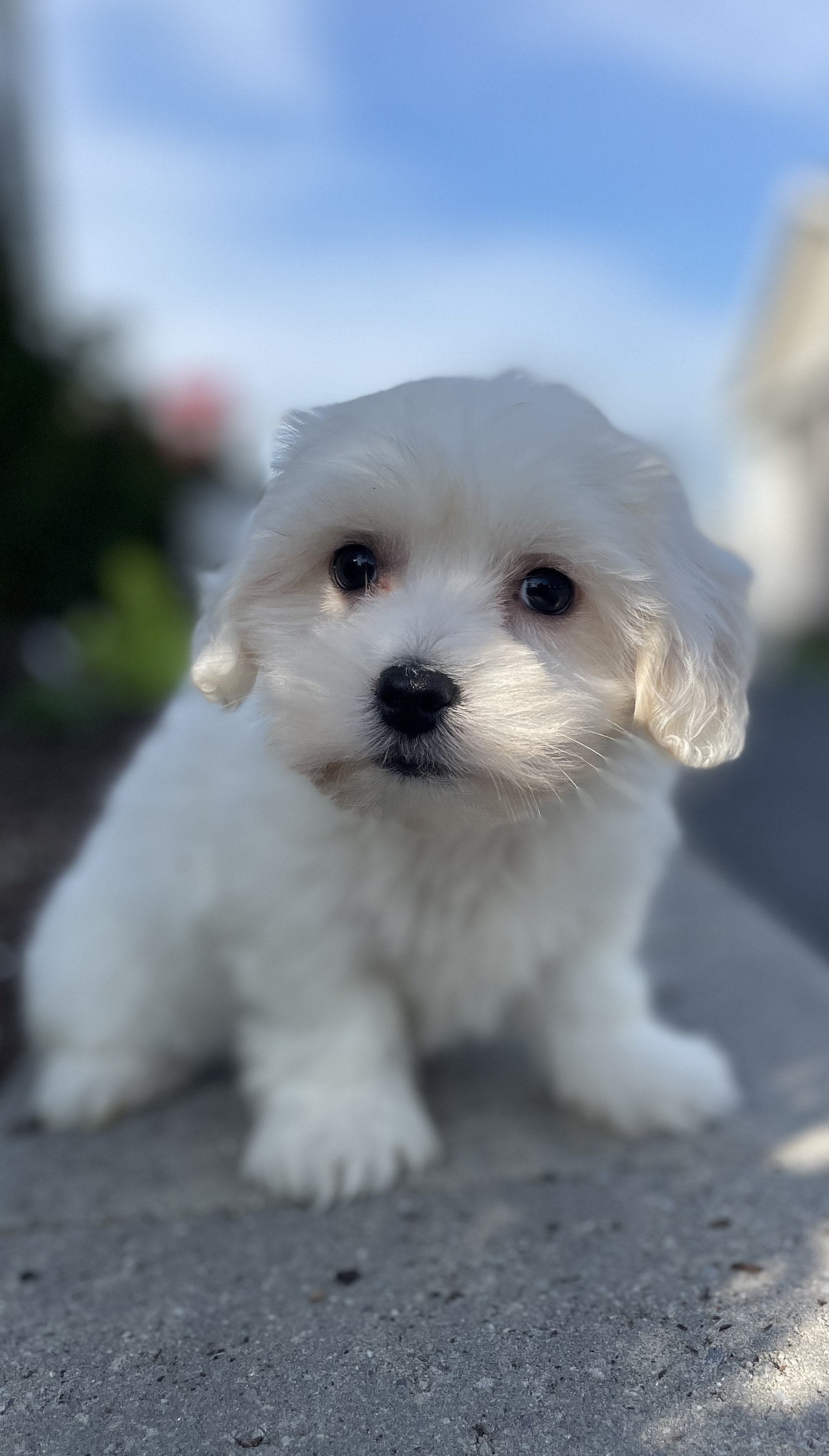 puppy, for, sale, Pooton, Curtis  Martin, dog, breeder, Seneca Falls, NY, dog-breeder, puppy-for-sale, forsale, nearby, find, puppyfind, locator, puppylocator, aca